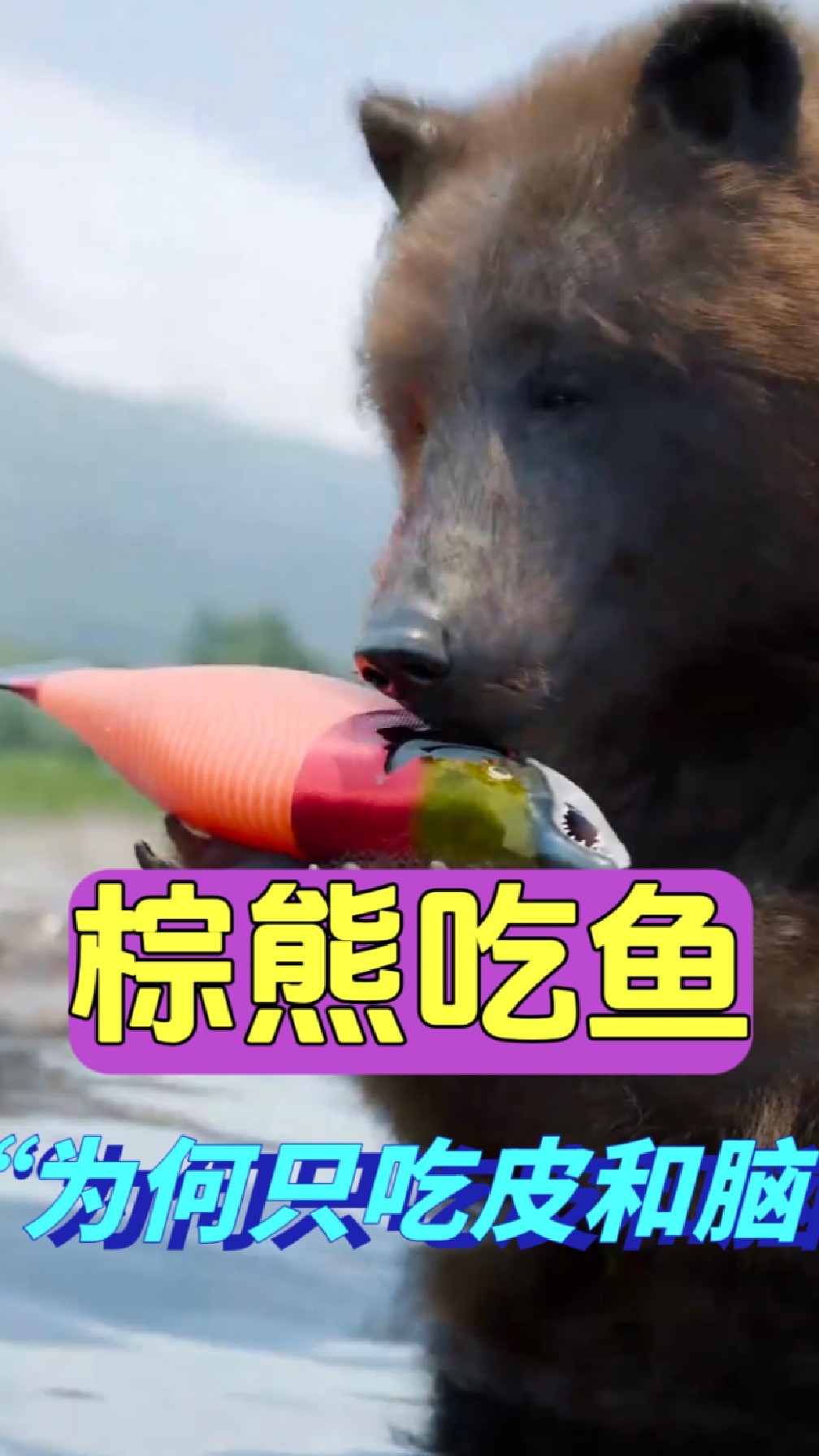 棕熊吃鱼为何只吃鱼皮和鱼脑?