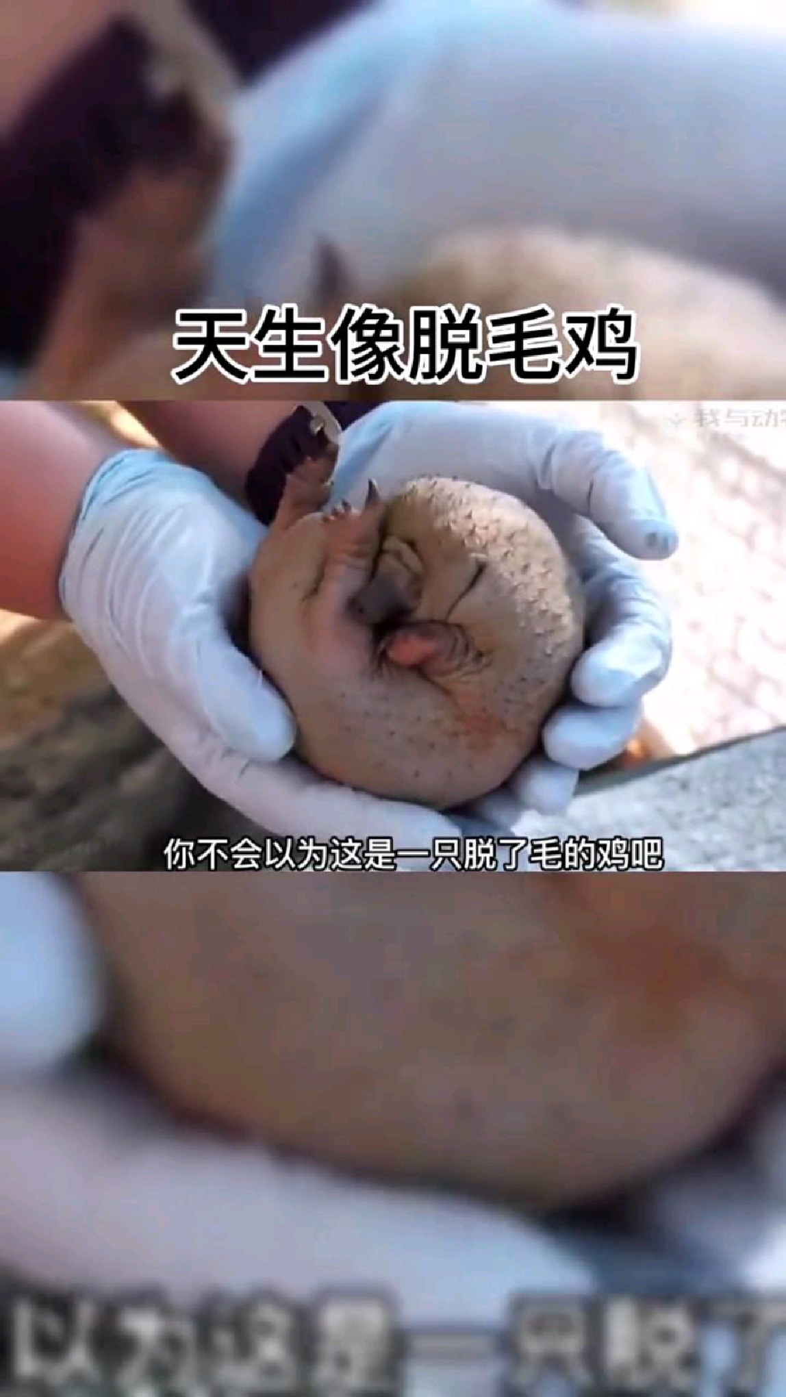 天生就像脱毛的鸡?其实是保护动物