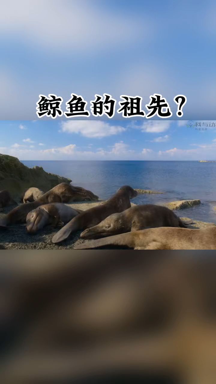 鲸鱼的祖先,你见过吗