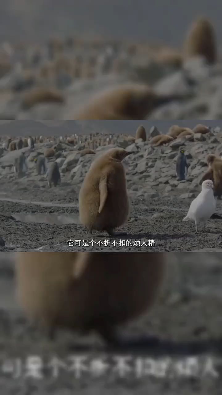 企鹅小时候还是个黄毛!