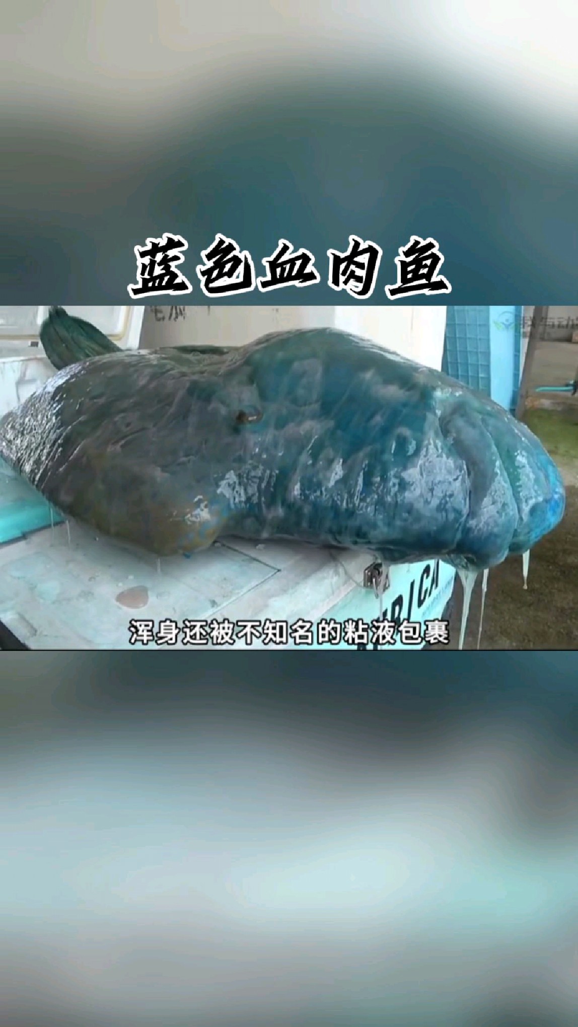 这鱼的血肉，都是蓝色的，你见过吗？