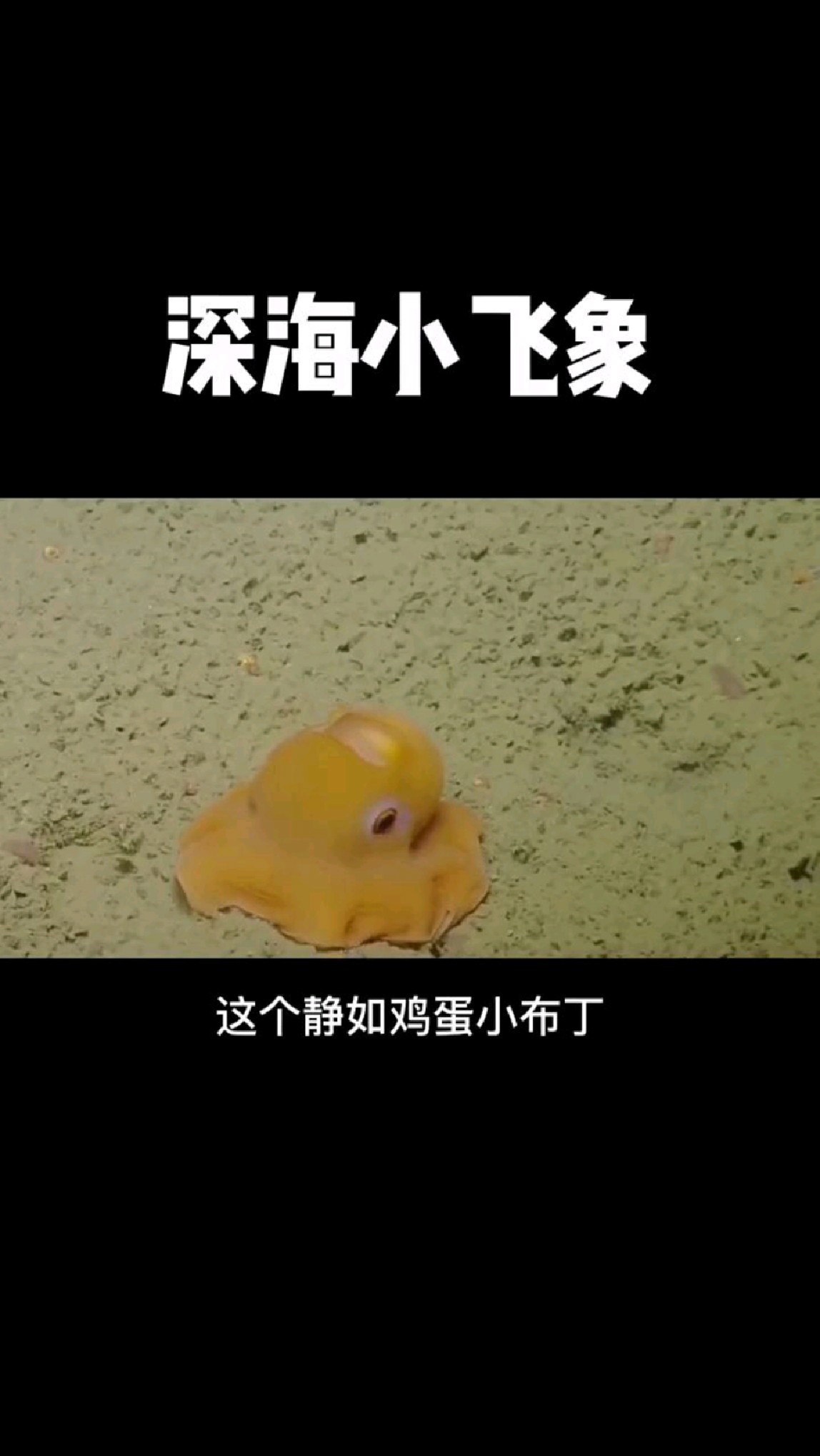 深海小飞象!小飞象章鱼