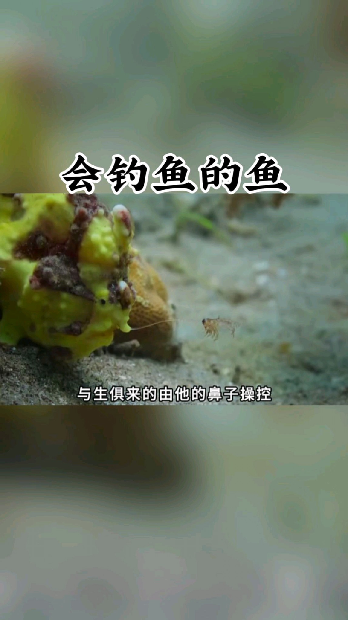 会钓鱼的鱼你见过吗!