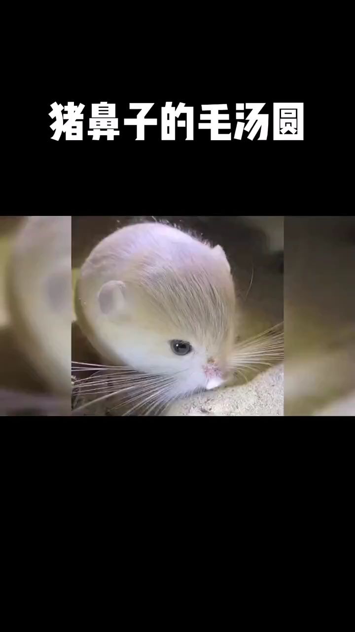 这个长着猪鼻子的毛汤圆,叫作跳鼠!