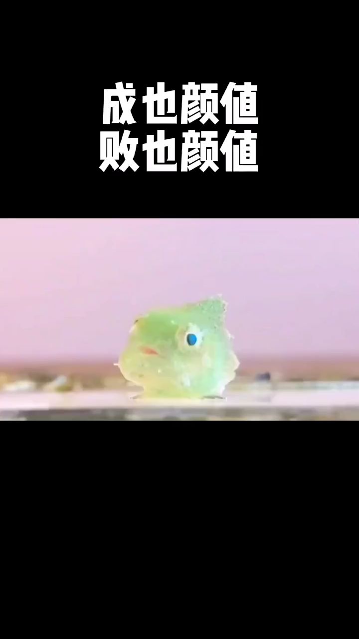 像颗橡皮泥的圆鳍鱼你见过吗