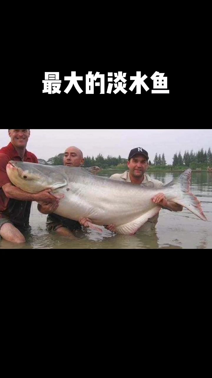 全世界最大的淡水鱼，你见过吗
