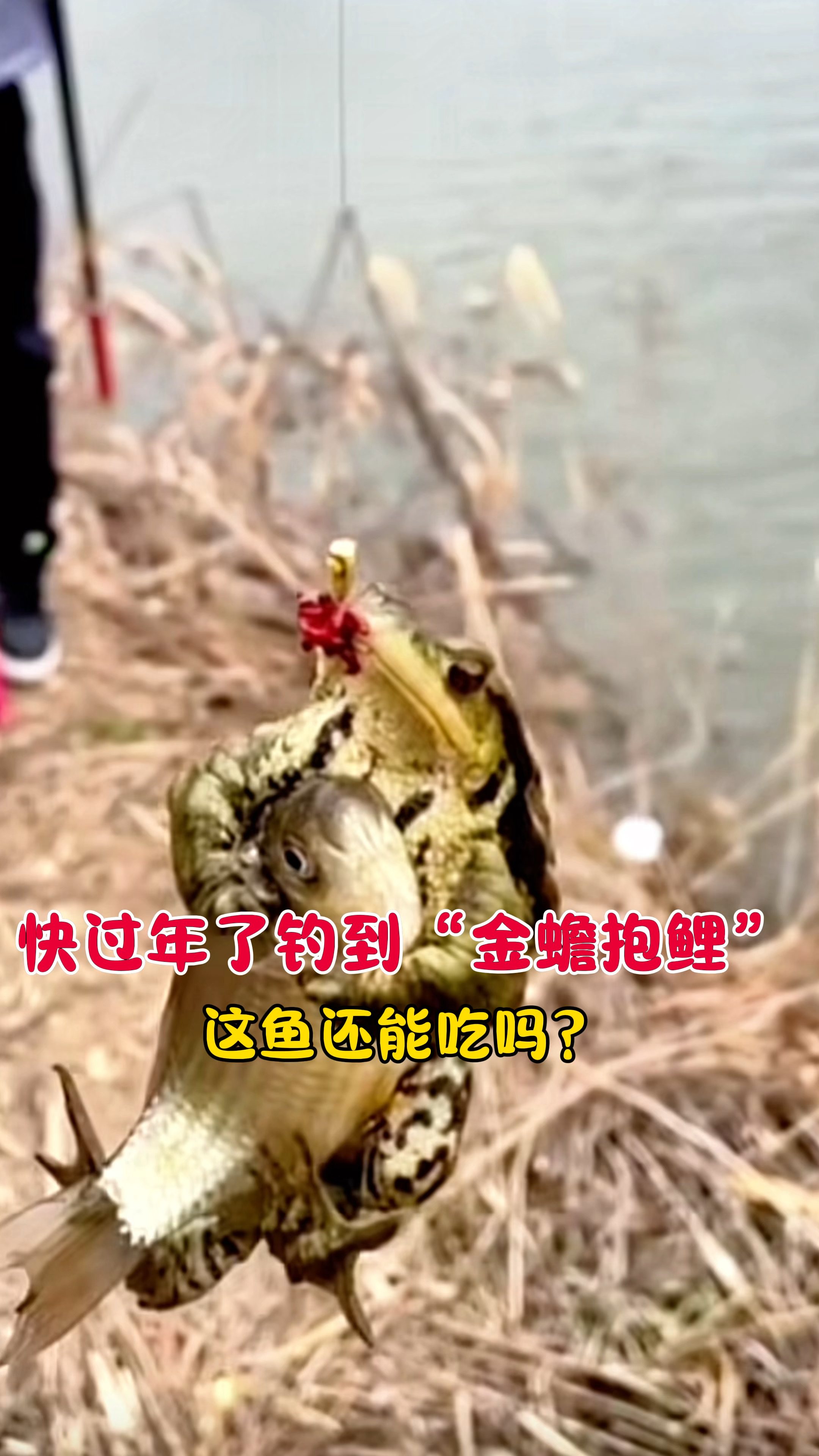 小伙钓到“金蟾抱鲤”,蛤蟆紧紧地抱着鱼不放,这鱼还能吃吗?