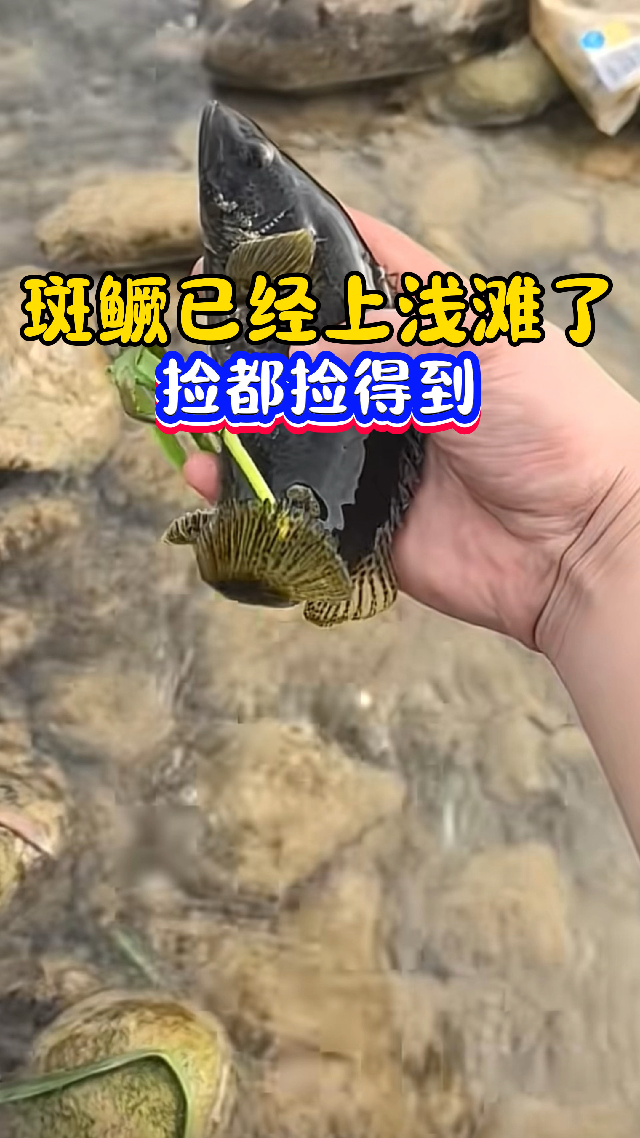 斑鳜已经上浅滩了,捡都捡得到