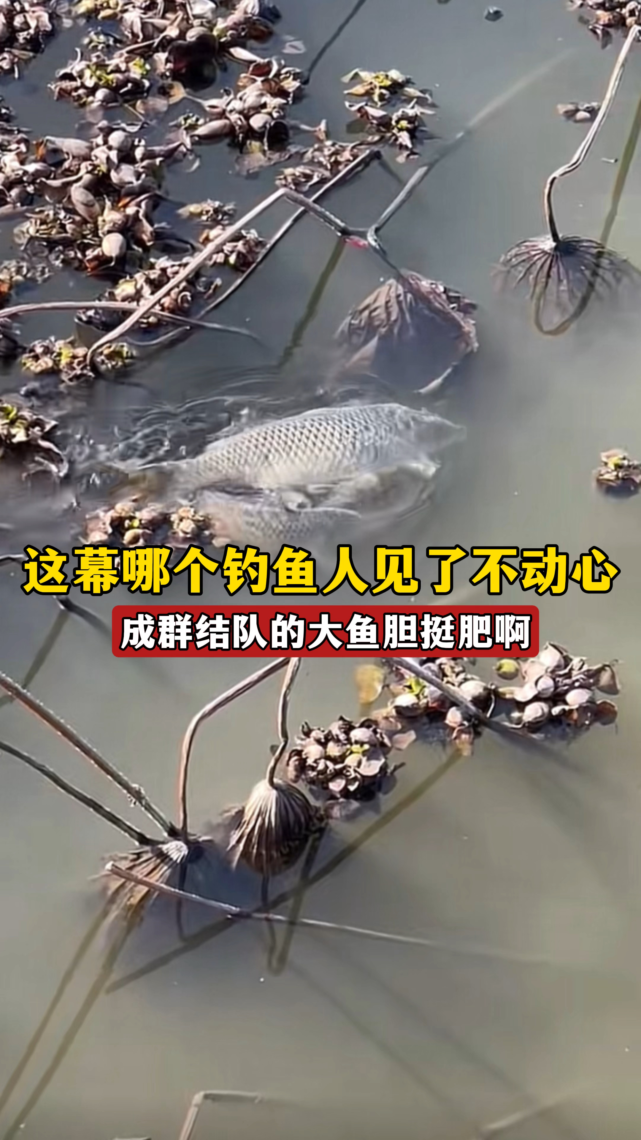 这幕哪个钓鱼人见了不热血沸腾,成群结队的大鱼胆挺肥啊