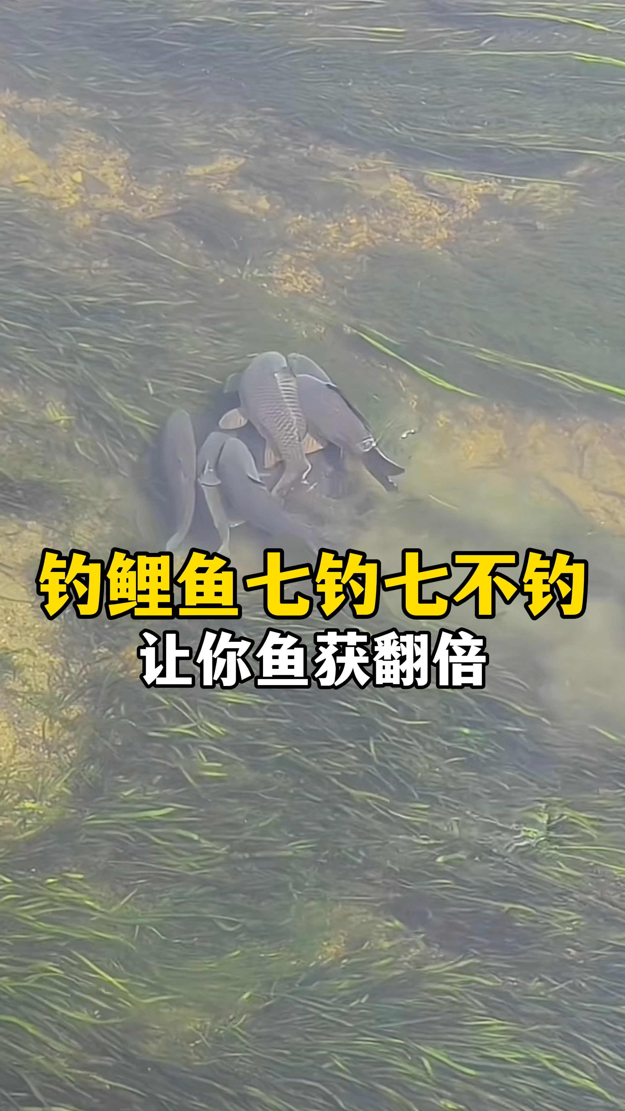 钓鲤鱼“七钓七不钓”,掌握这个口诀,让你鱼获翻倍