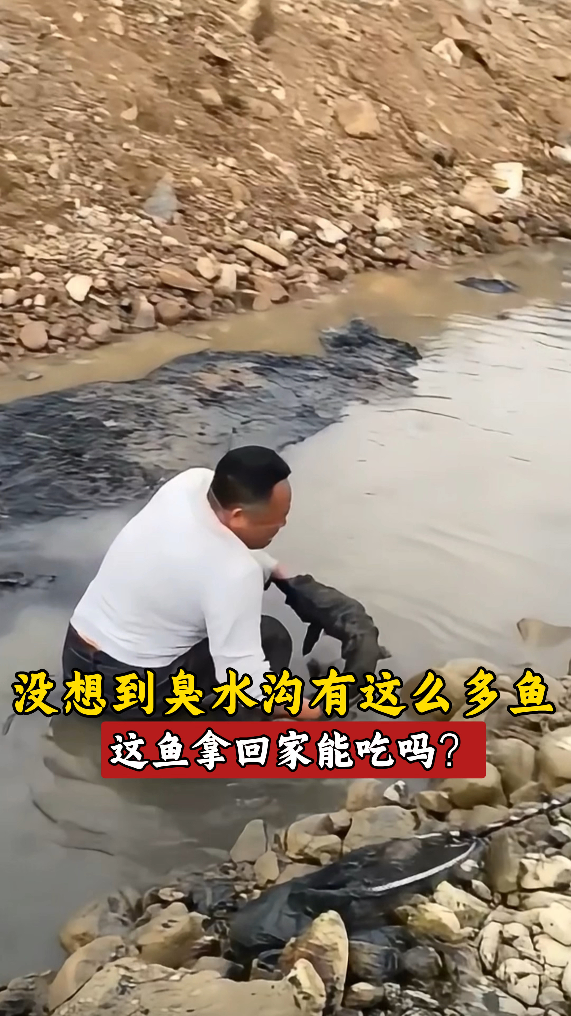 不知道臭水沟里哪来的这么多鱼,网友:这鱼拿回家能吃吗?