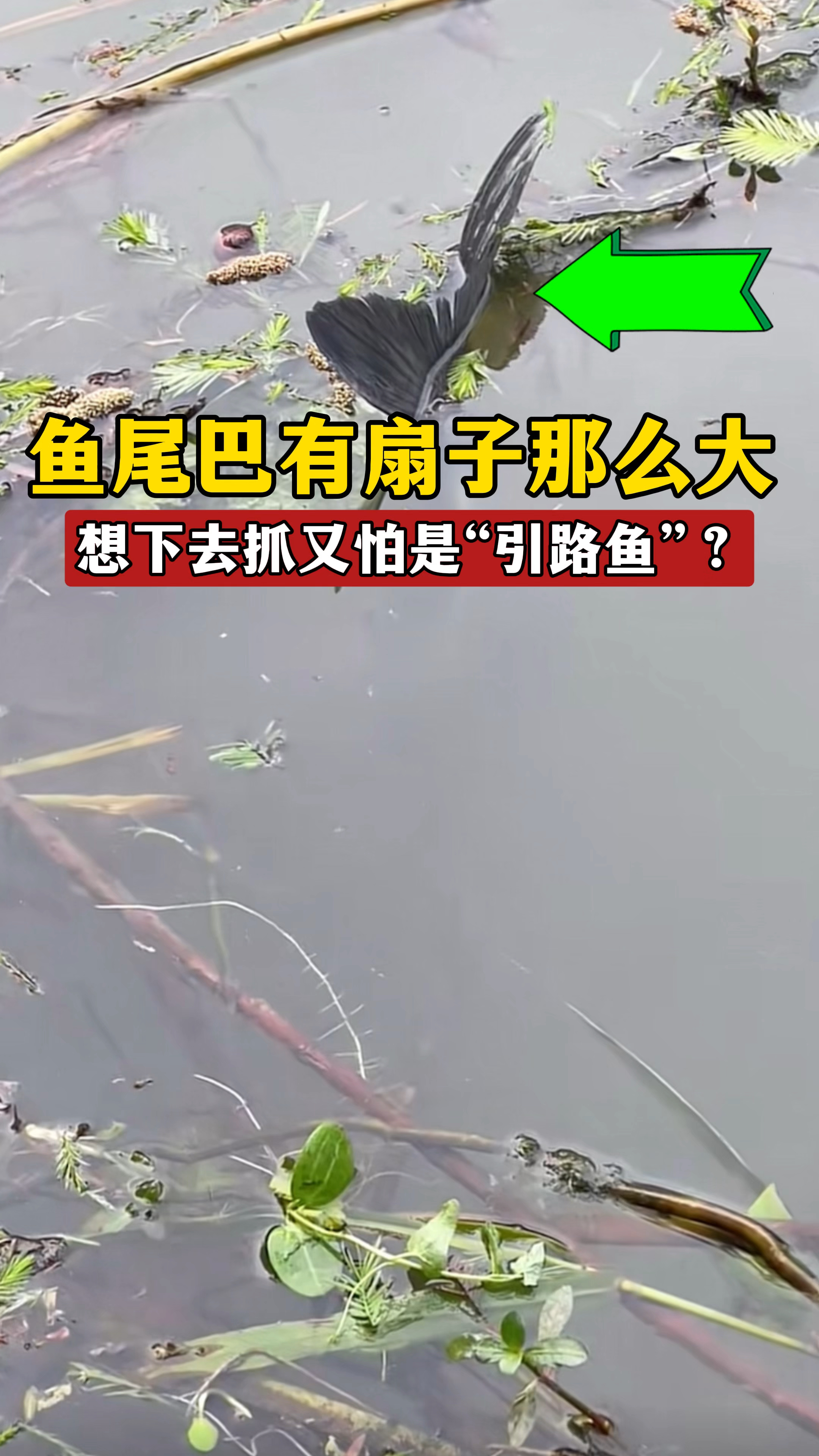鱼尾巴有扇子那么大离出水面,想去抓又怕是“引路鱼”怎么办?