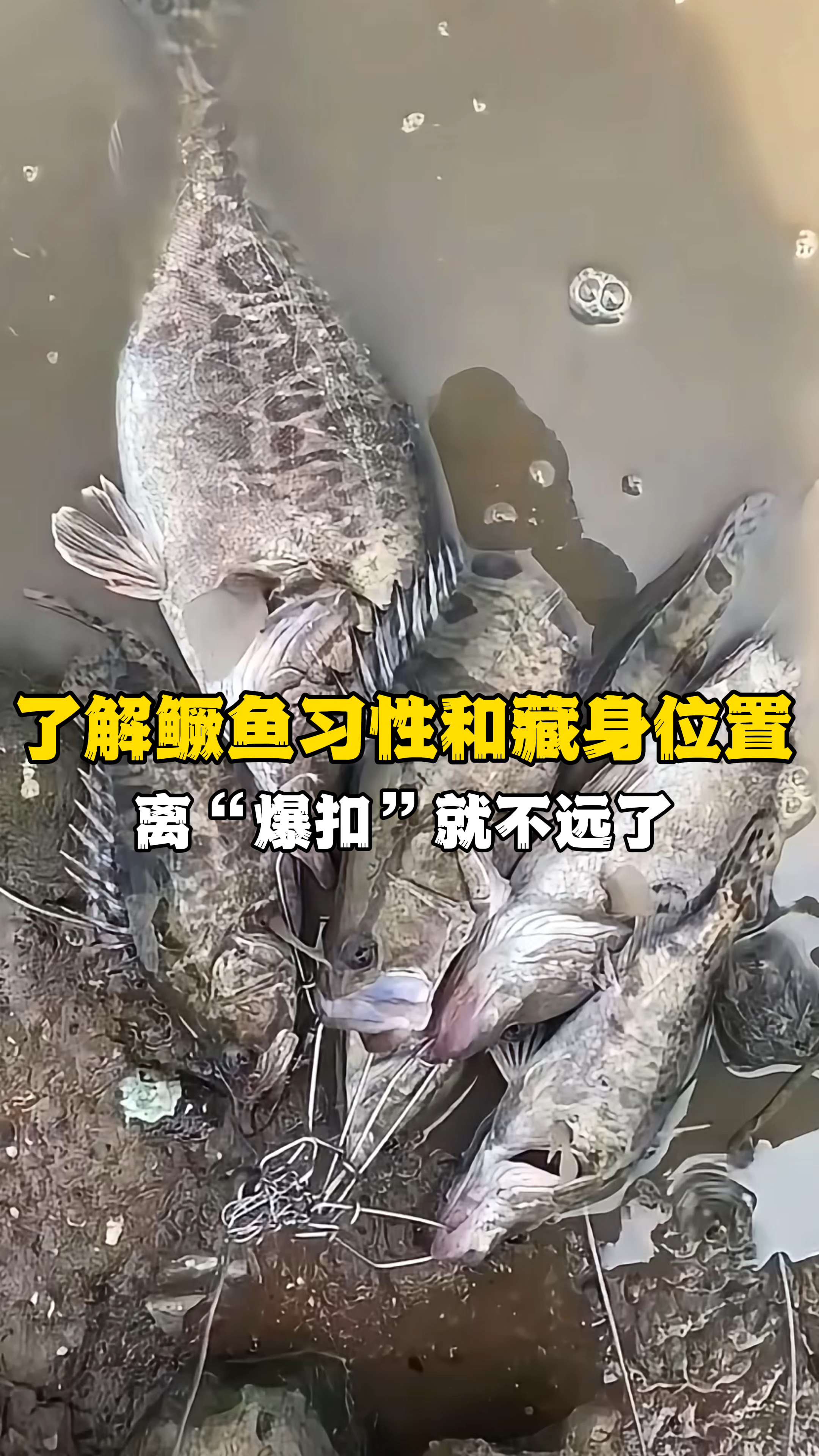 想要钓好鳜鱼,必须了解鳜鱼习性和藏身位置,这样离爆扣就不远了