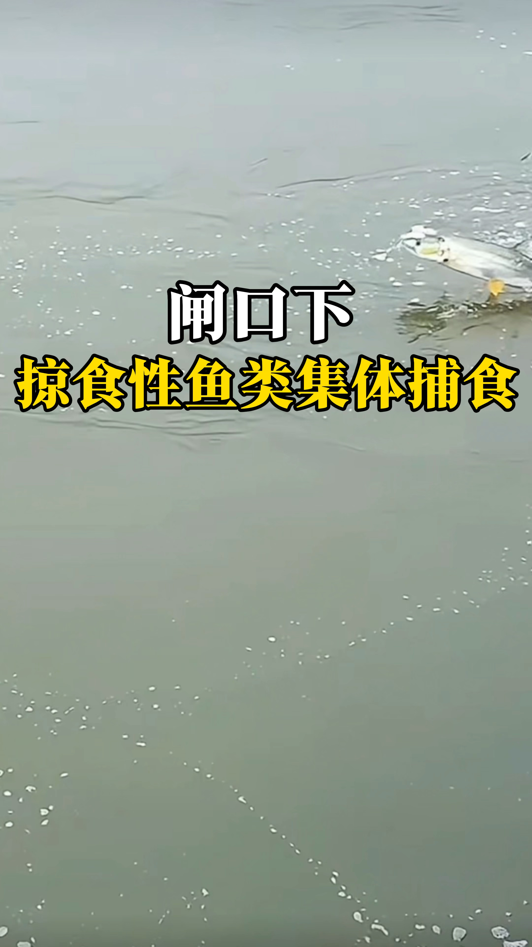 闸口下掠食性鱼类集体捕食,场面壮观,看得钓鱼人瞠目结舌