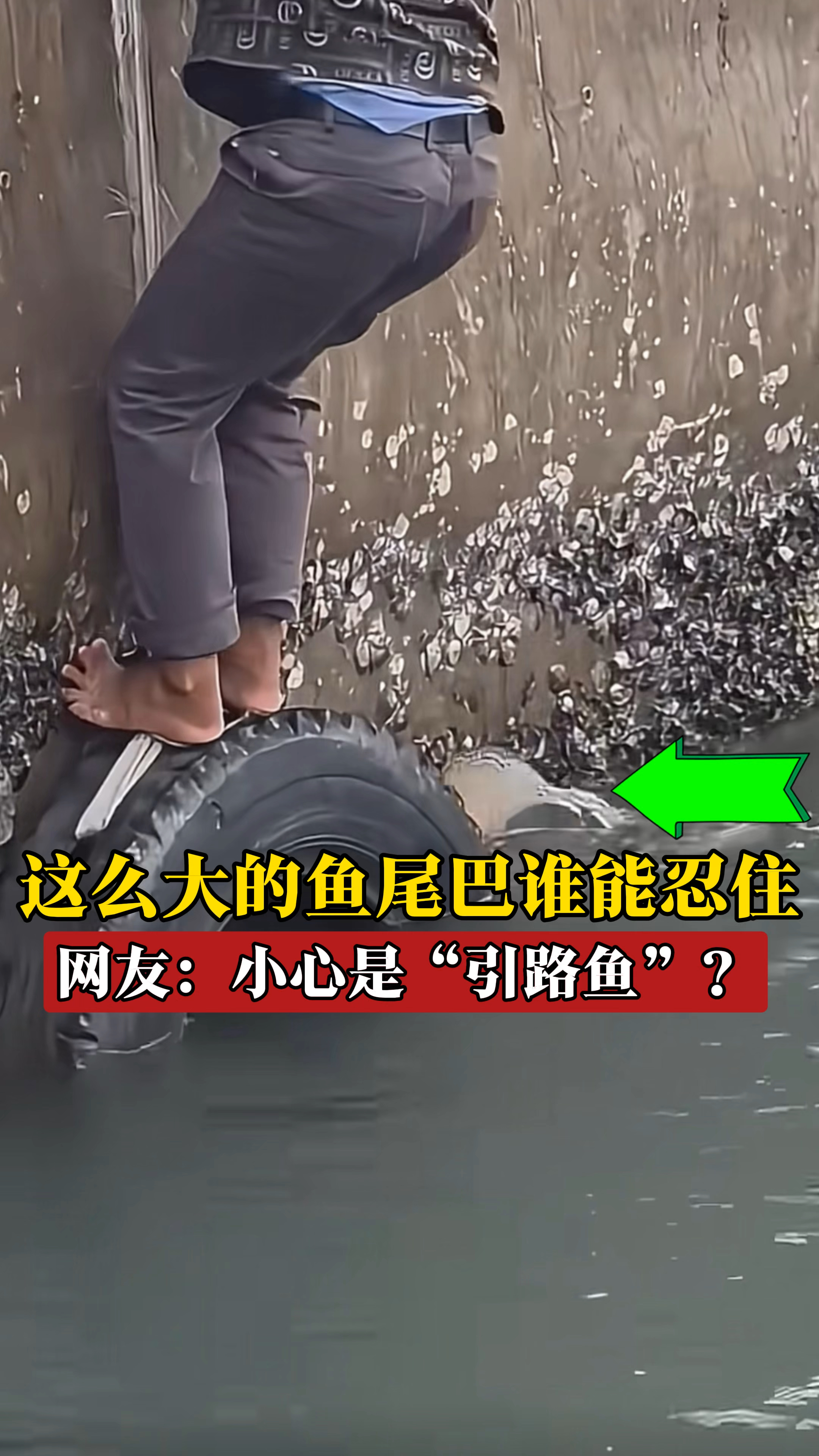 这么大的鱼尾巴谁能忍的住不去抓！网友：小心是“引路鱼”？