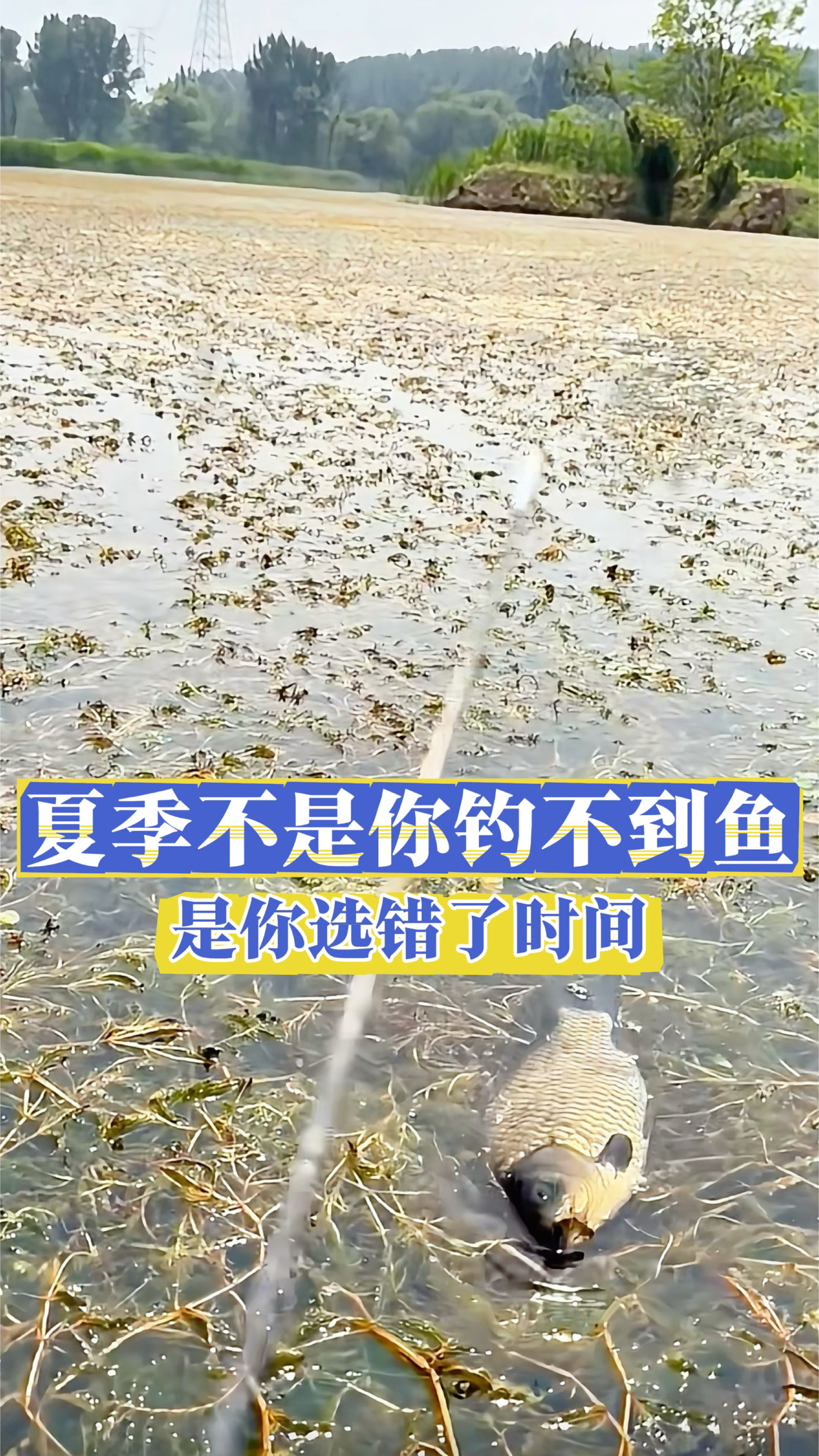 大师讲夏季不是你钓不到鱼,是你选错了时间
