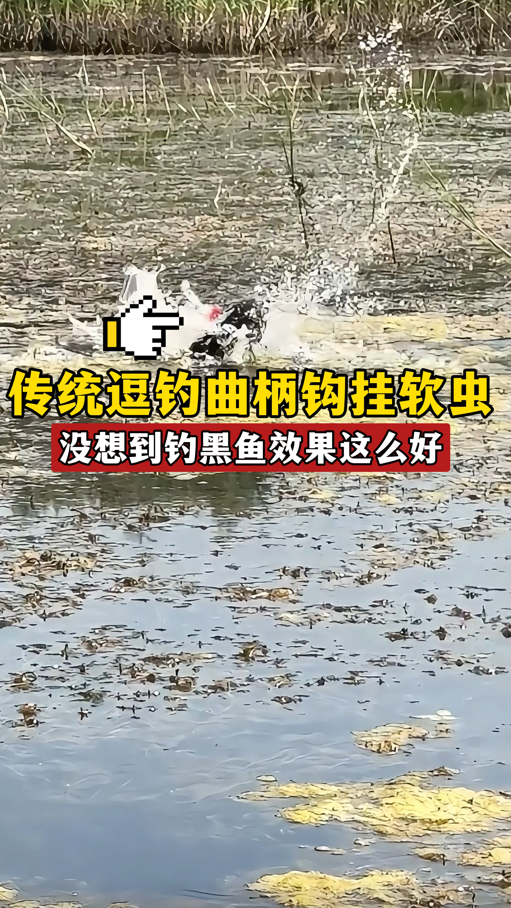 传统逗钓曲柄钩挂软虫，没想到钓黑鱼效果这么好，赶快用起来吧