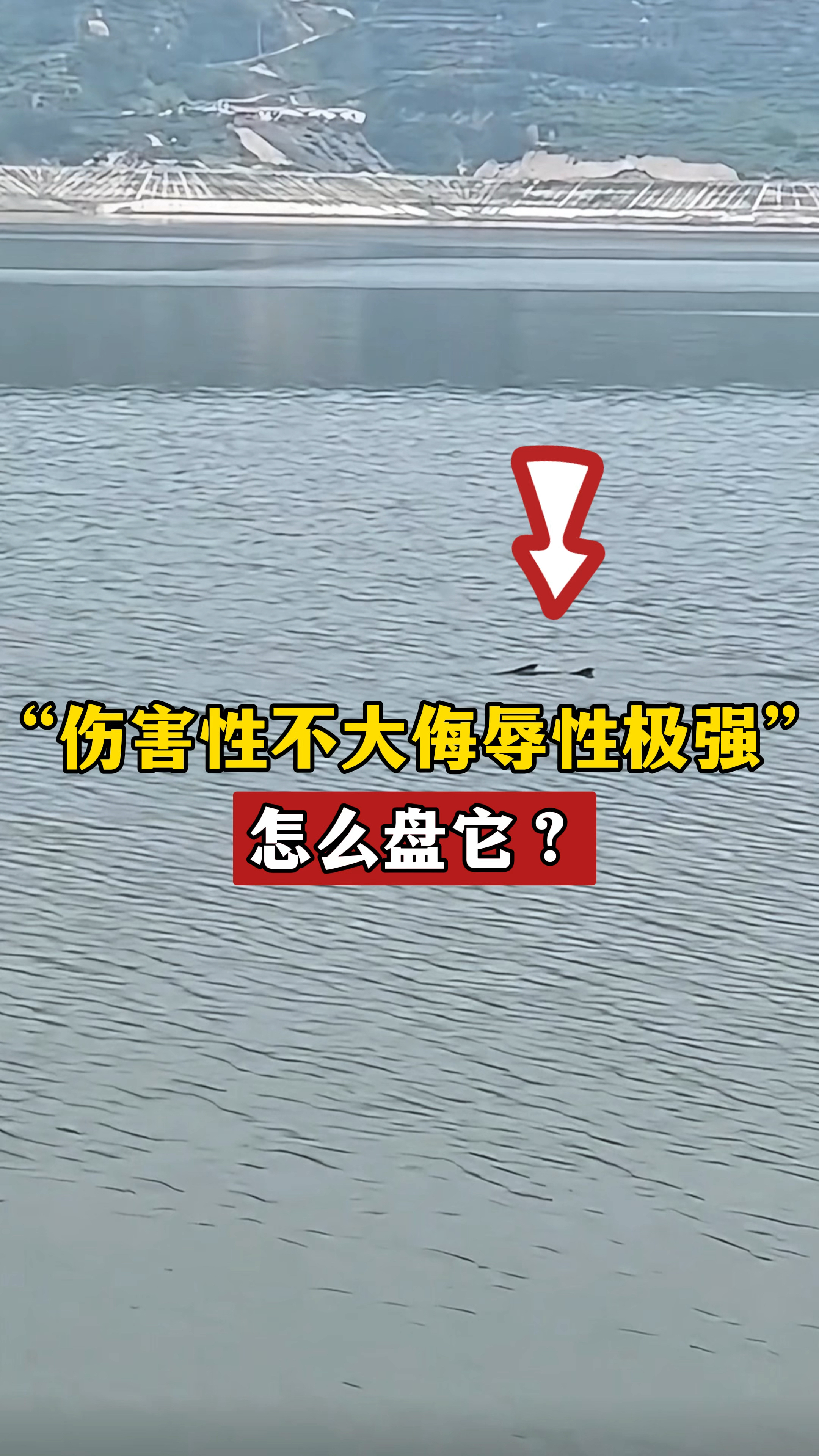 “伤害不大侮辱性极强”，大鲢鳙就在窝子前盘旋，怎么盘它？