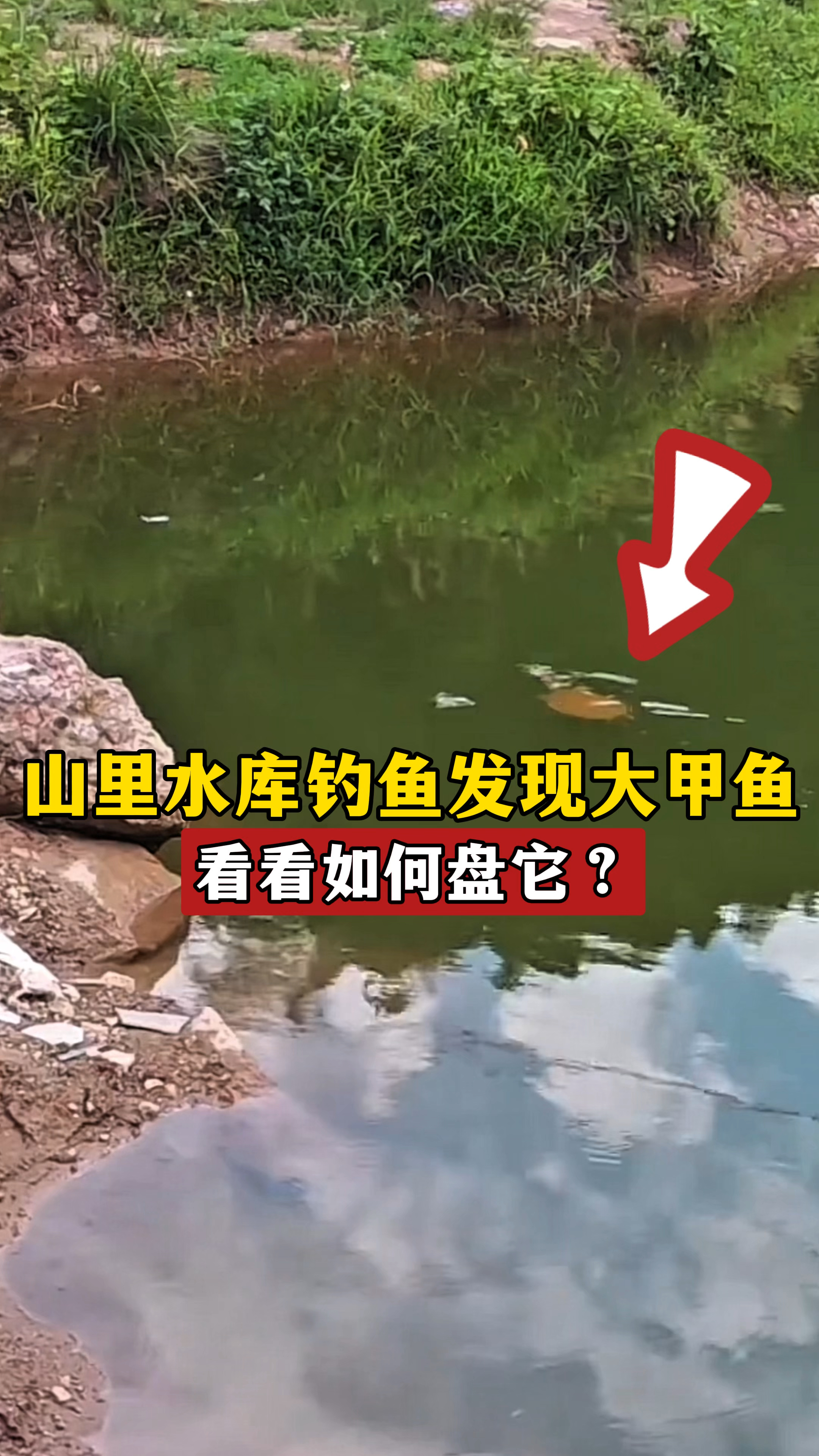 山里水库钓鱼,竟意外发现野生大甲鱼,看看如何盘它?