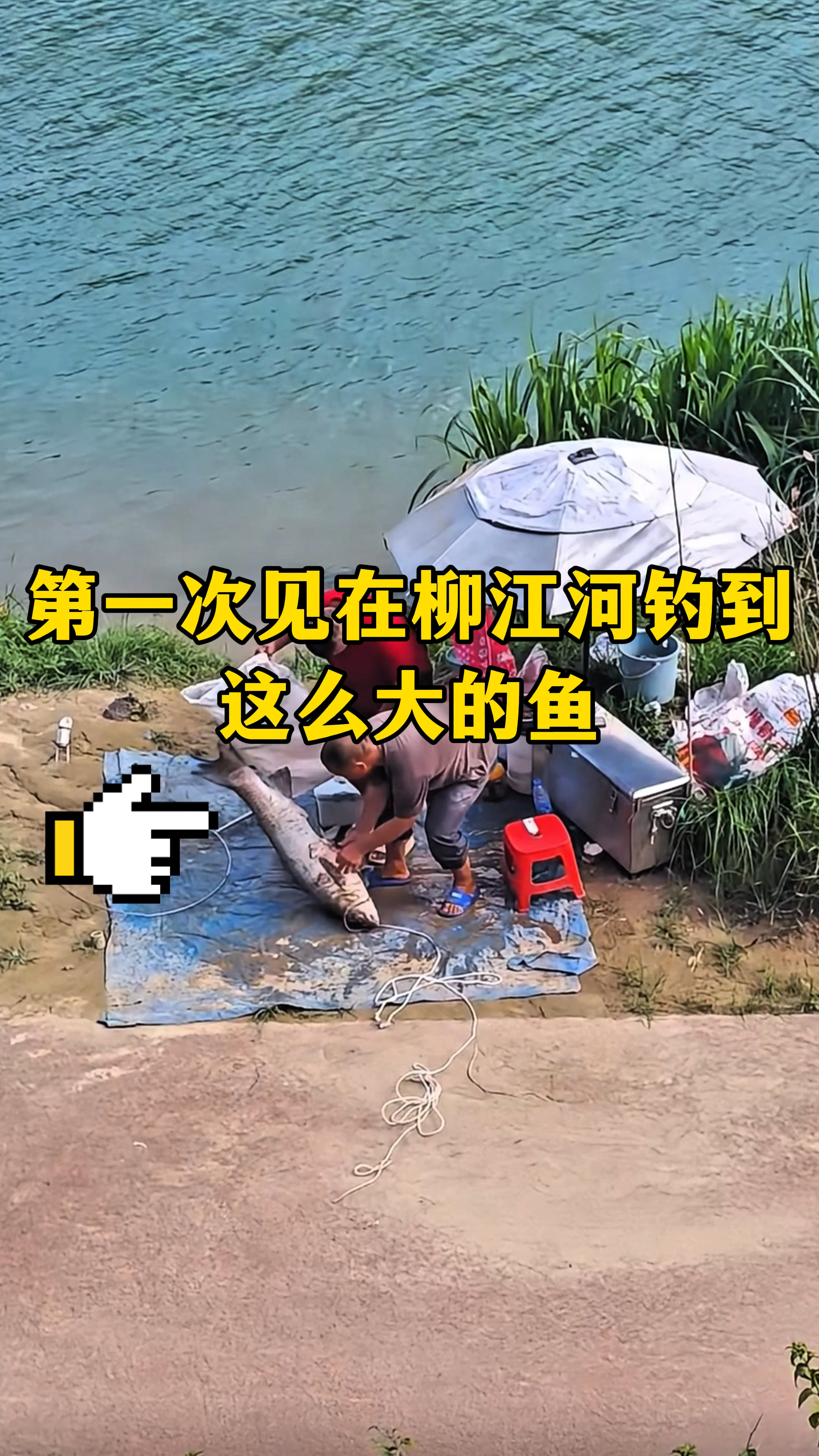 第一次见在柳江河钓到这么大的鱼，两个壮汉按不住，成明星了