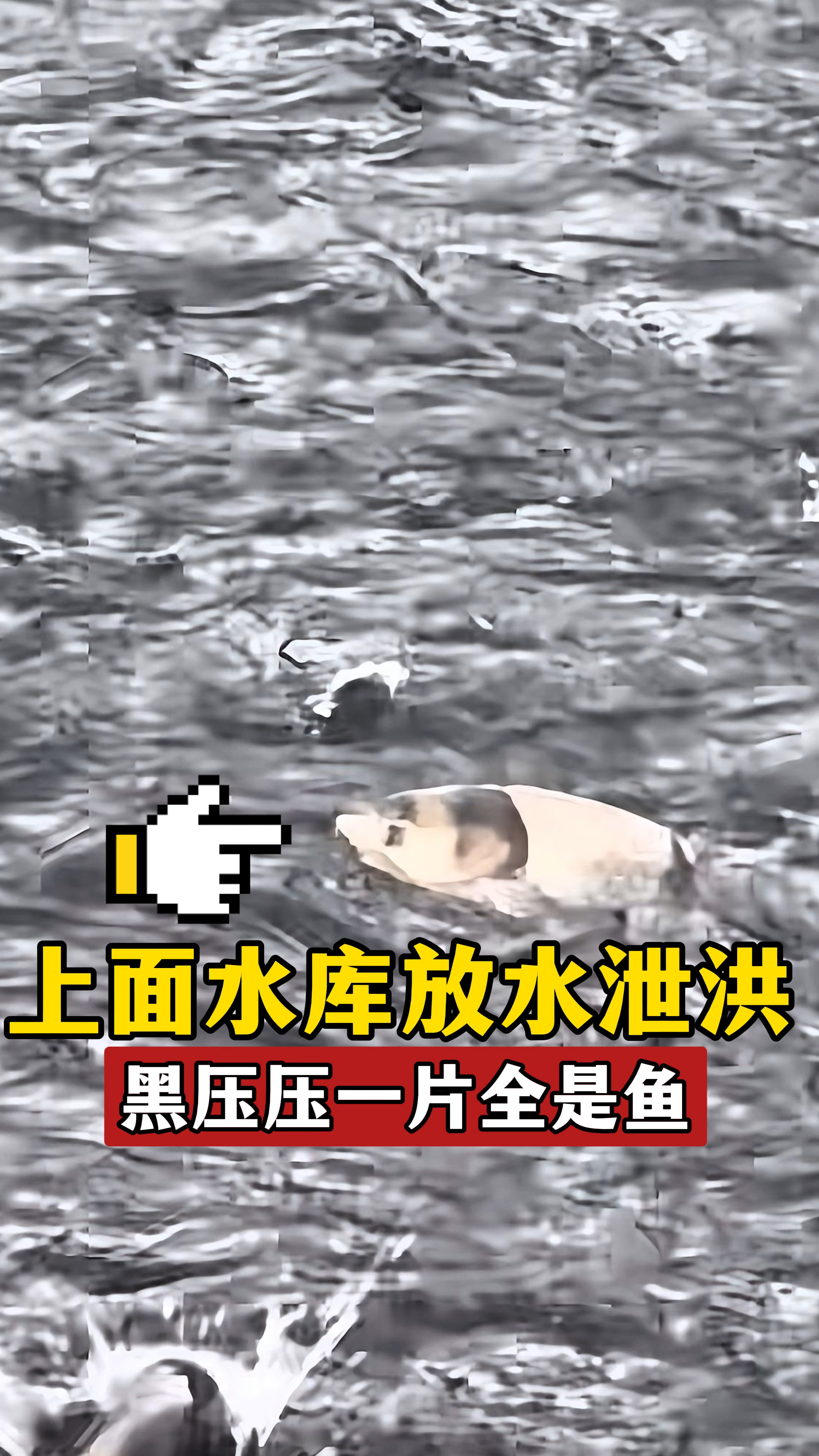 没想到上面水库放水泄洪,下面黑压压一片全是鱼