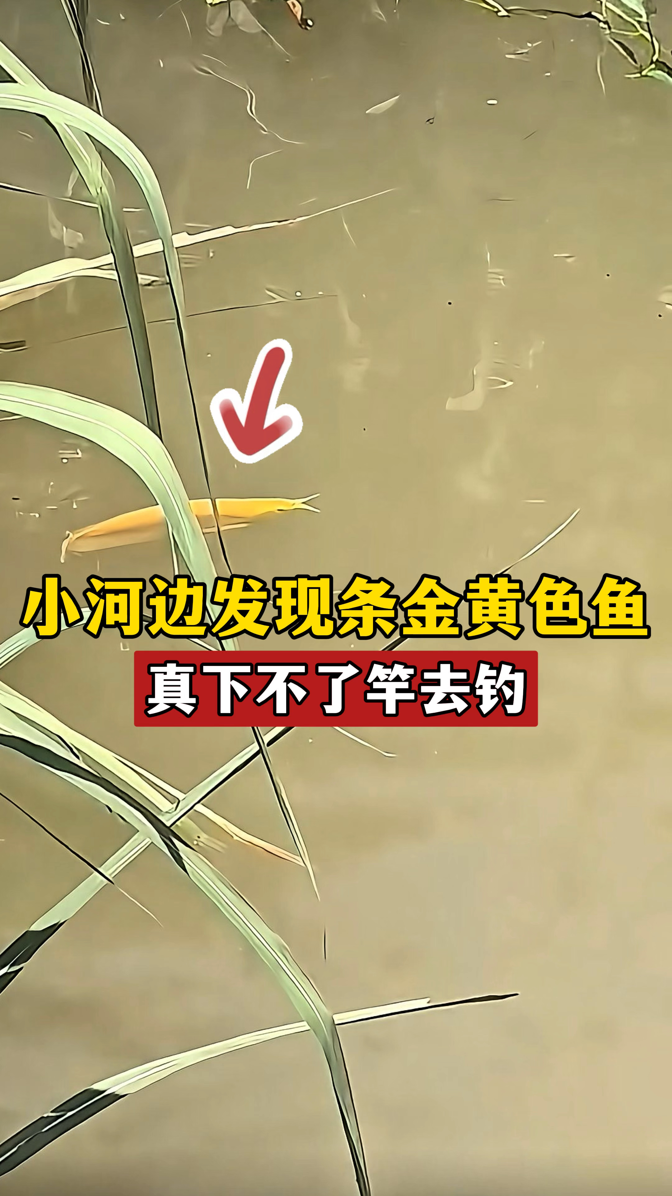 小河草丛里发现条金黄色鱼,自带高贵感,真不忍心钓它,这啥鱼?