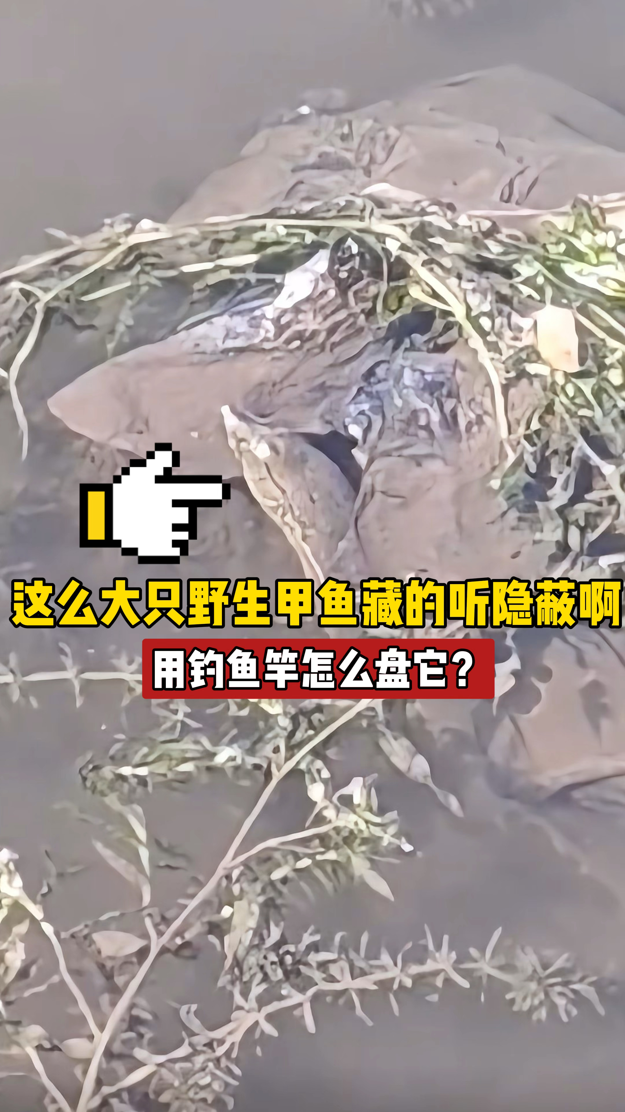 这只野生大甲鱼藏得够隐蔽的啊,看看用鱼竿怎么钓它?