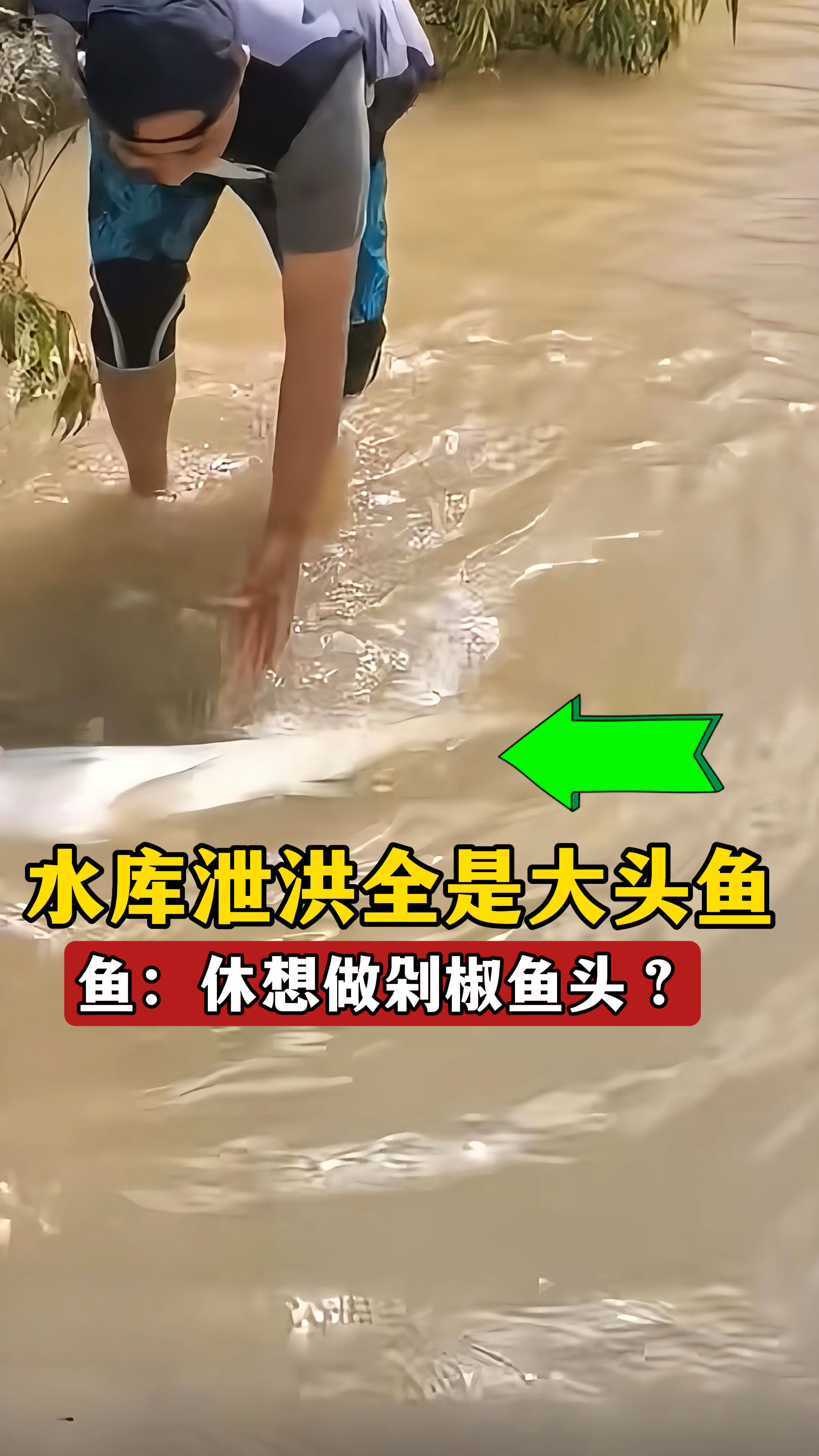 水库泄洪全是大头鱼,鱼:你休想做我的“剁椒鱼头”?