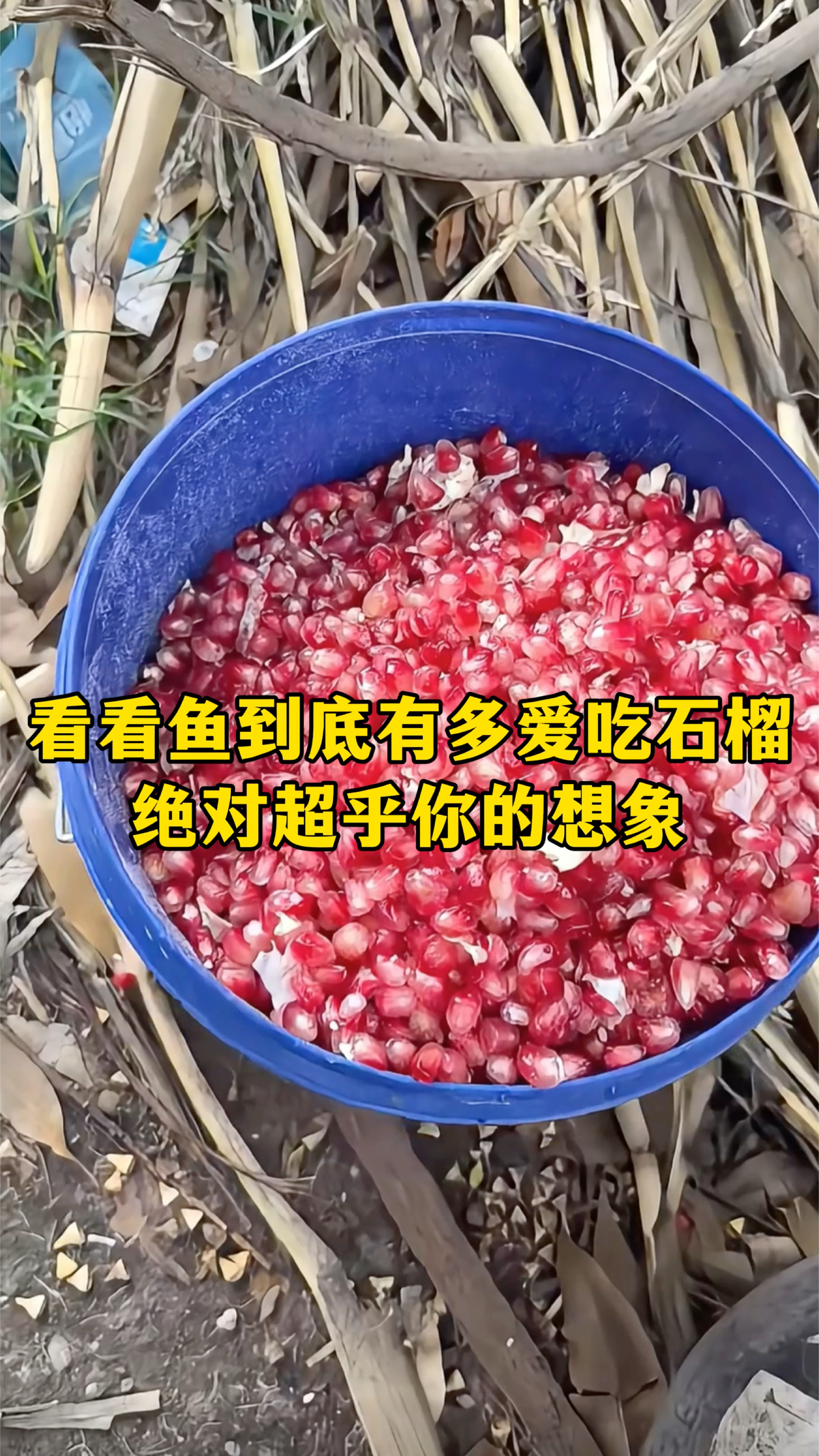 据说用水果可以钓鱼,看看鱼到底吃不吃榴莲?网友:颠覆你认知