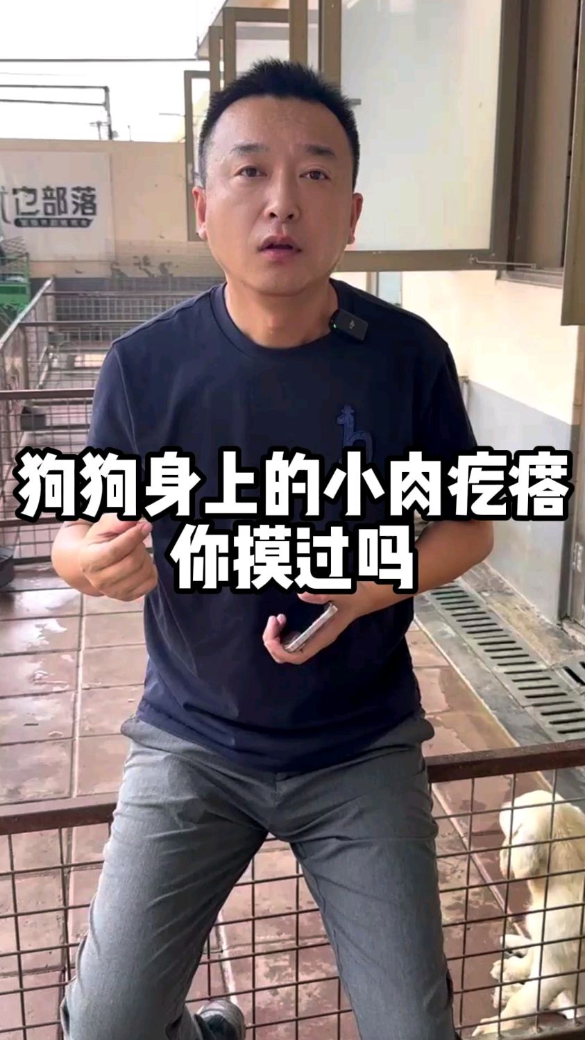 狗狗身上的肉疙瘩你摸到过吗#科学养宠攻略 #养狗经验分享