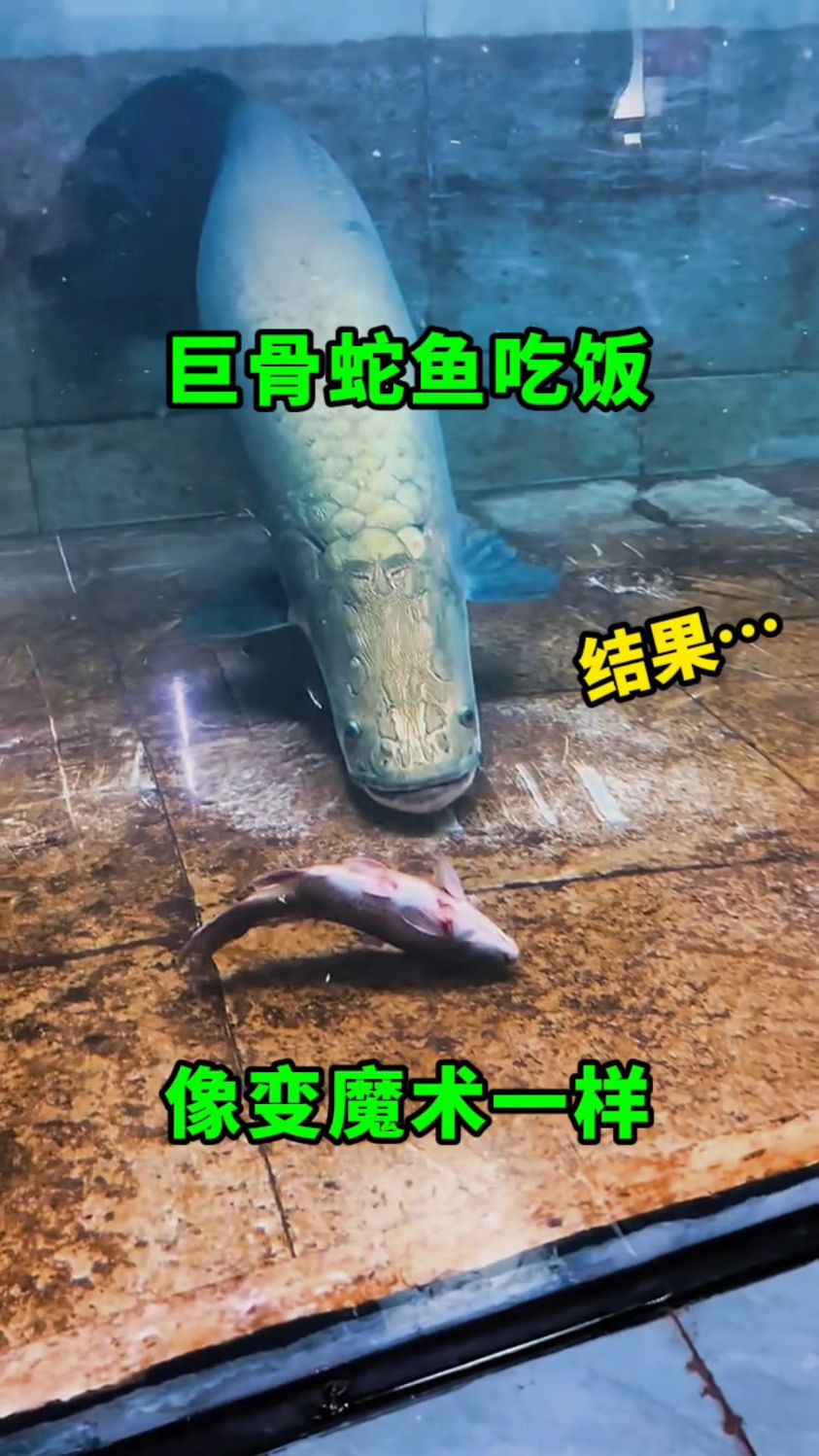 巨骨蛇鱼吃饭就像变魔术一样,太快了