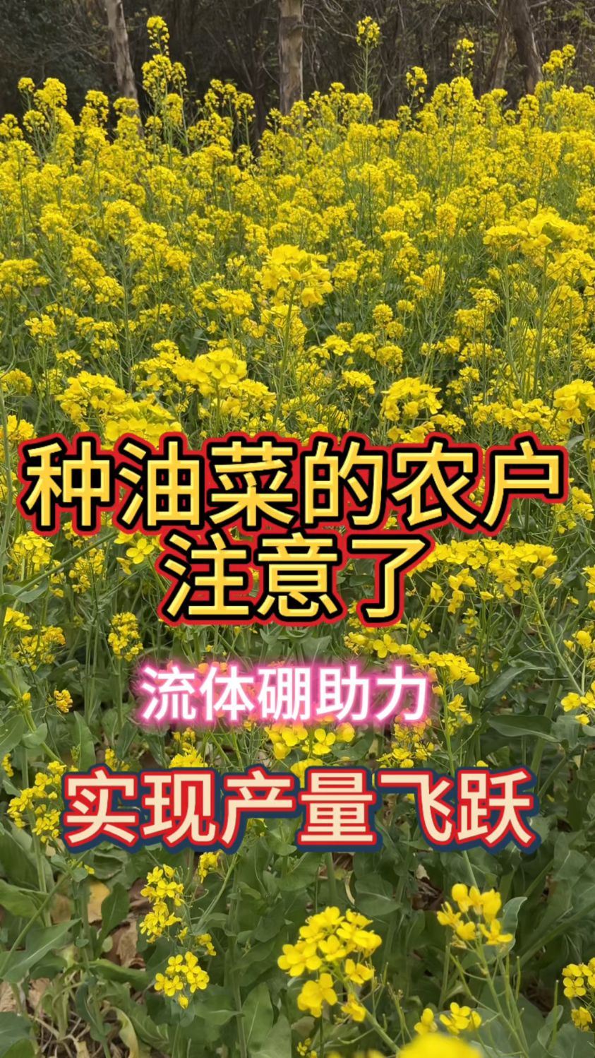 打造高品质油菜花,流体硼是关键!