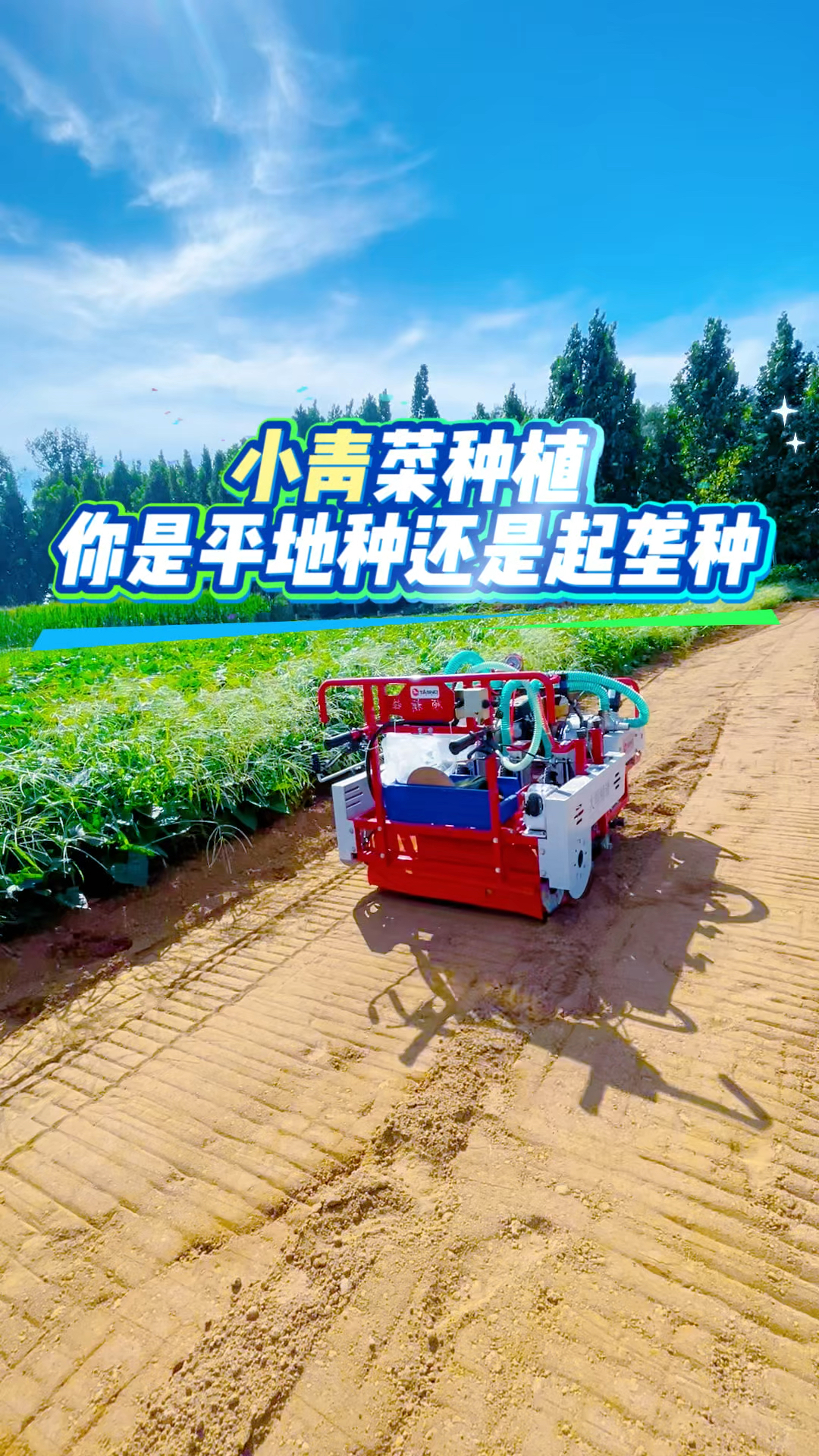 小青菜种植,你是平地种还是起垄种?起垄种植小青菜利大于弊