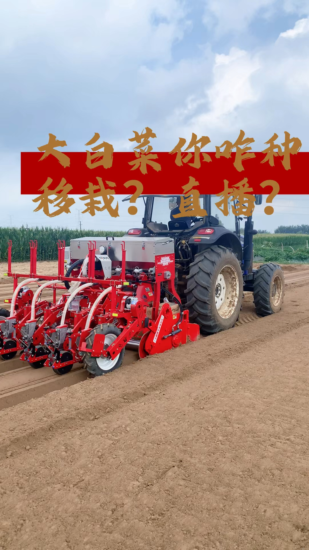 大白菜你怎么种?移栽?直播?