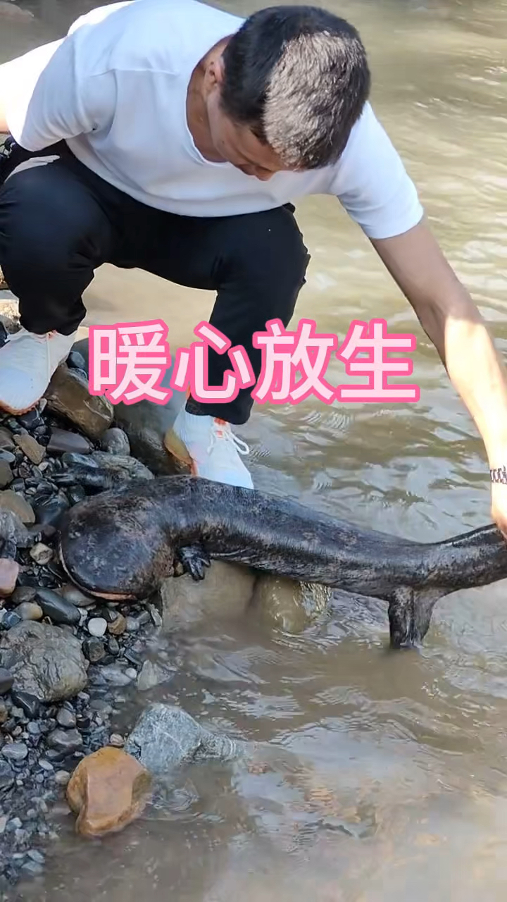 看着娃娃鱼迟迟不肯离开 真是令人动容呀
