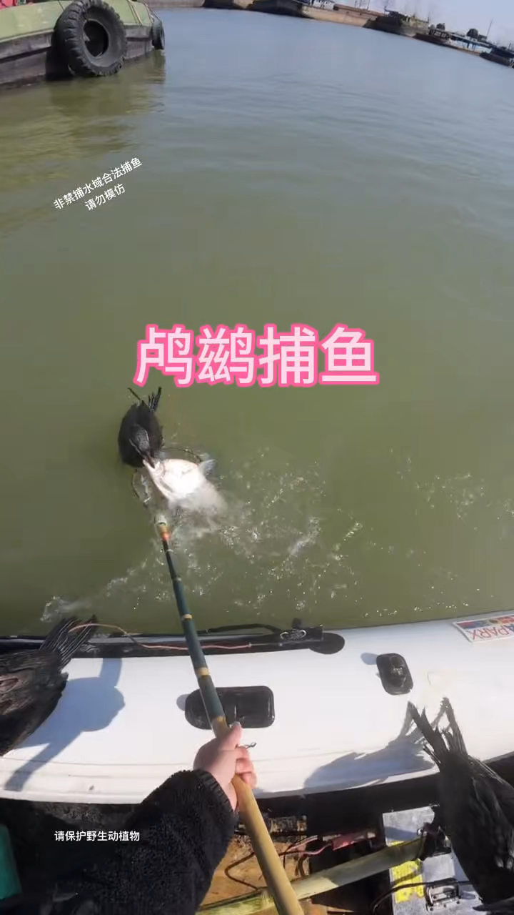 你见过用鸬鹚来捕鱼吗