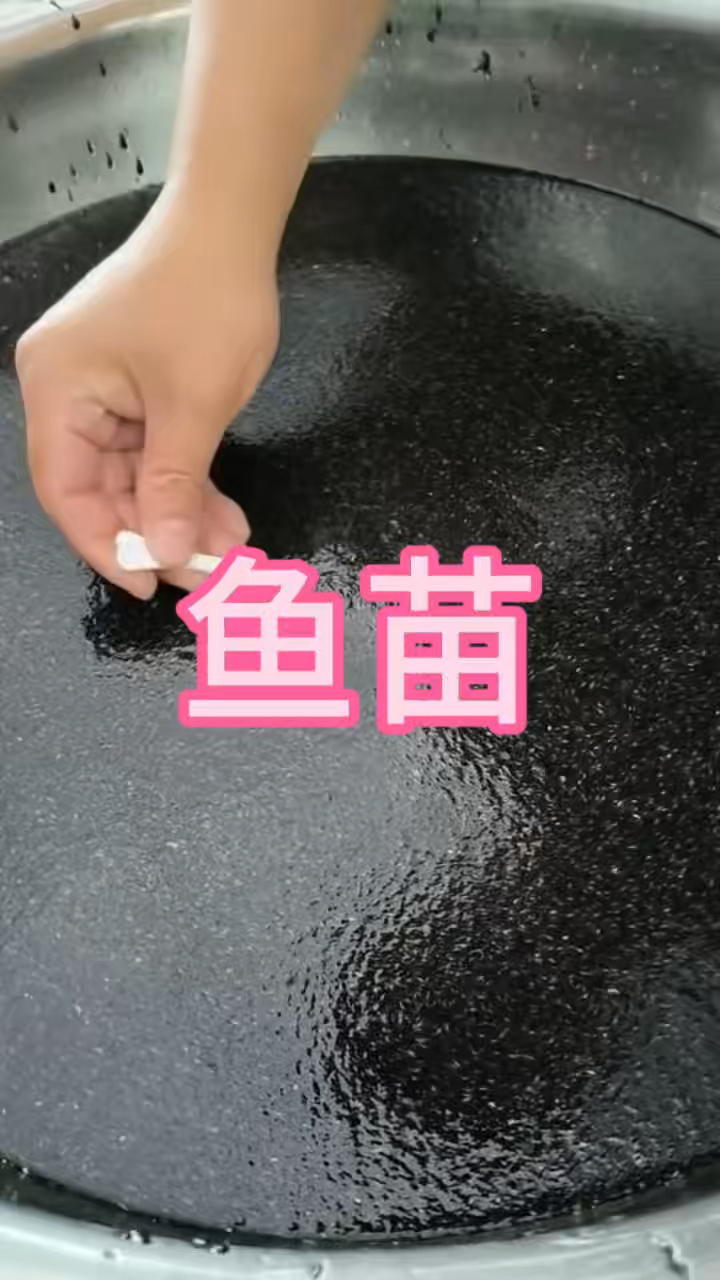 这种鱼苗你见过吗