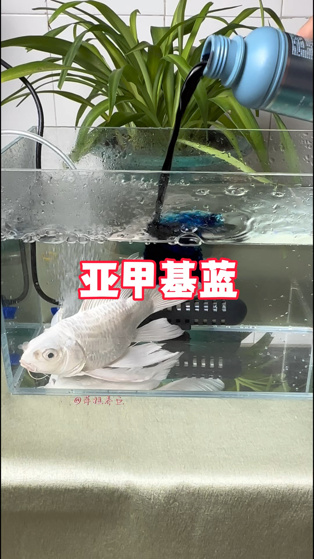 春天观赏鱼就怕这两种病害,它就是白点和水霉#养鱼日记#观赏鱼