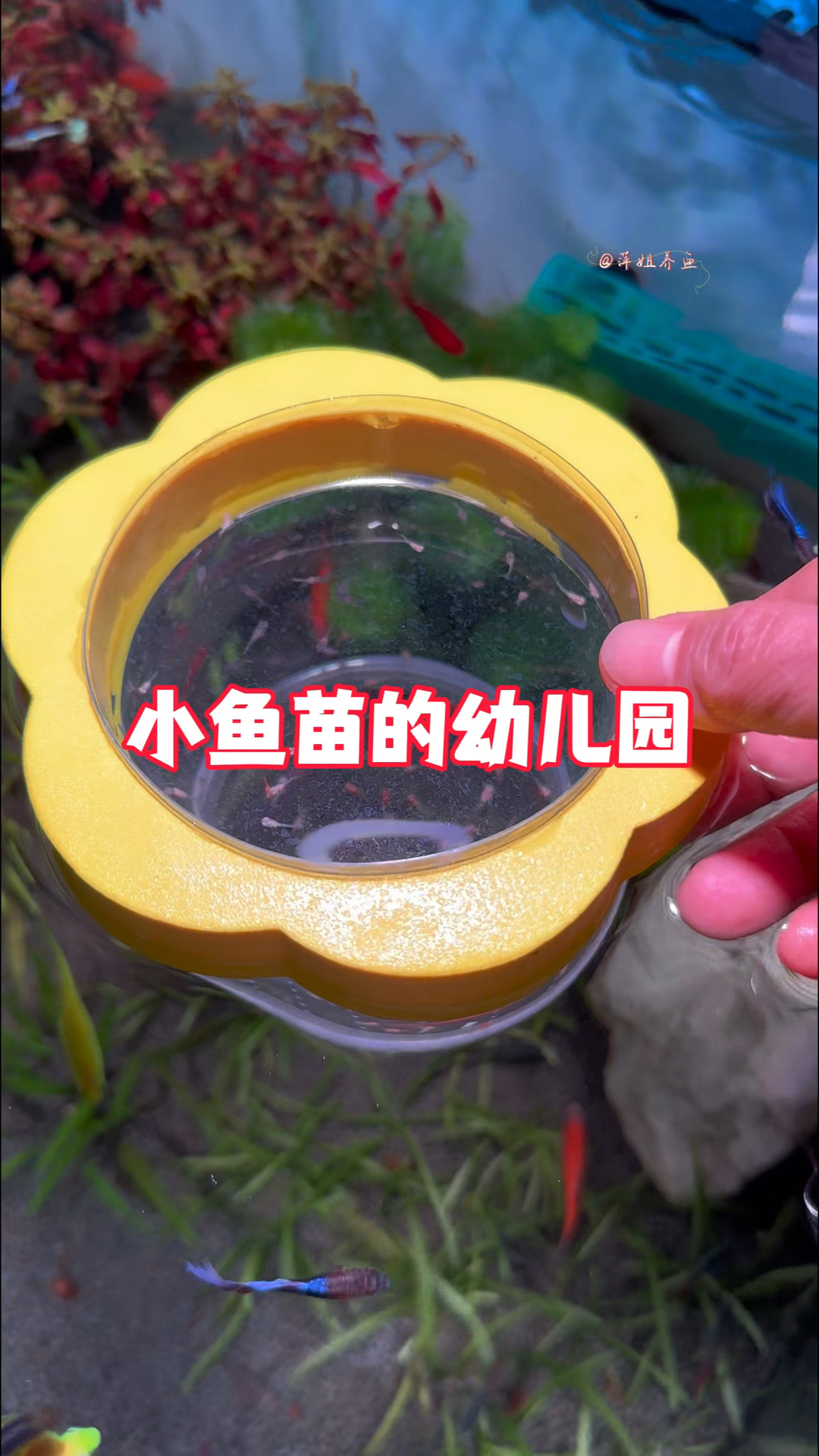 这哪是隔离盒啊,这简直就是鱼缸里的幼儿园#水族 #养鱼日记