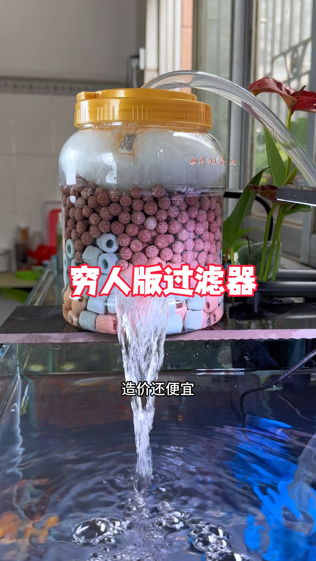 这才是穷人养鱼的自制过滤器#水族 #养鱼日记 #手工