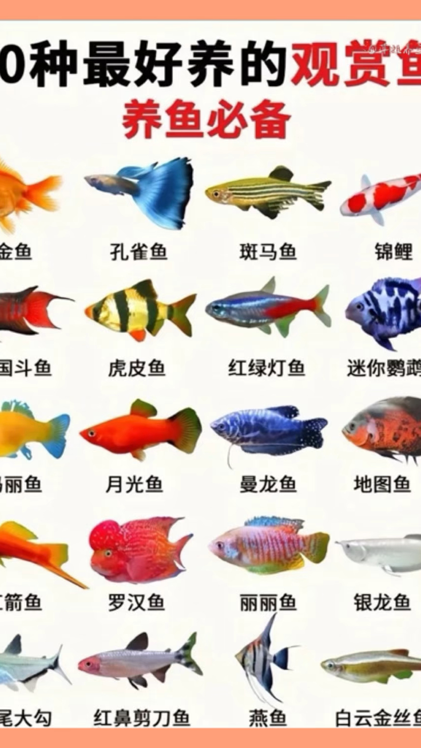 20种最好养的观赏鱼#新手养鱼 #养鱼日记 #观赏鱼