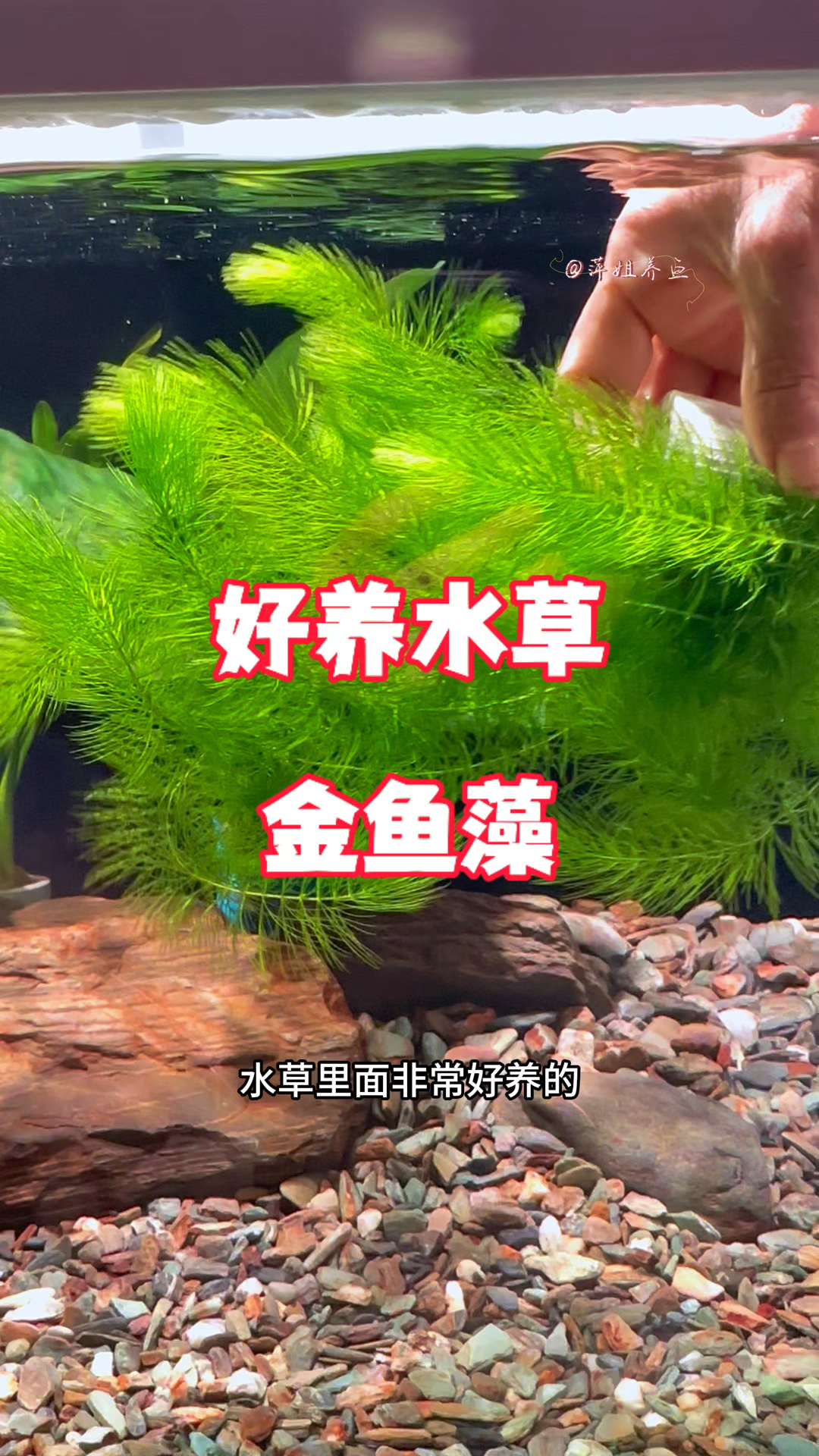 水草里面非常好养的莫过于金鱼藻,它无需种植,可漂浮生长#水族