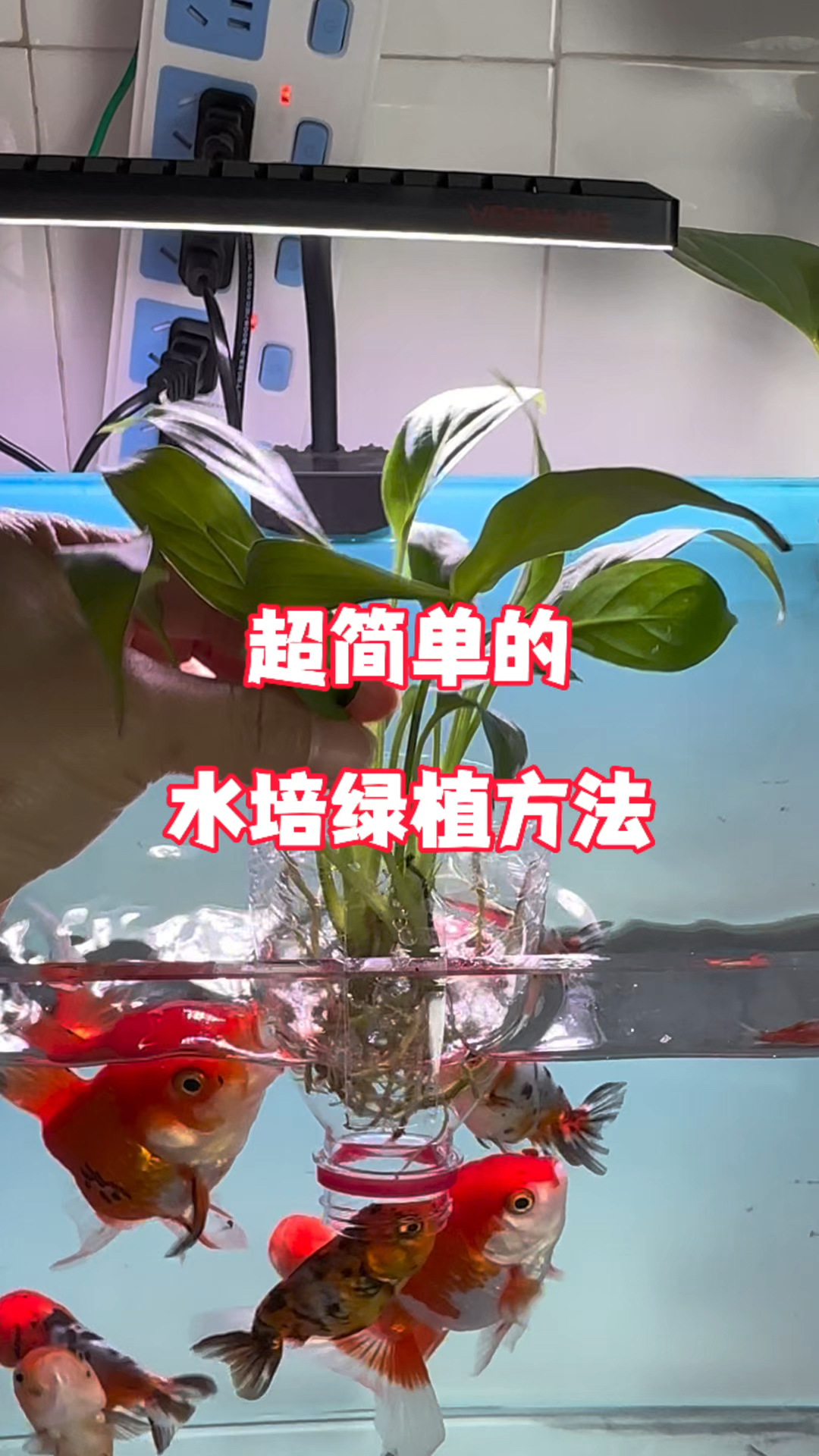 超简单的水培绿植方法#水族#养鱼日记 #水培植物