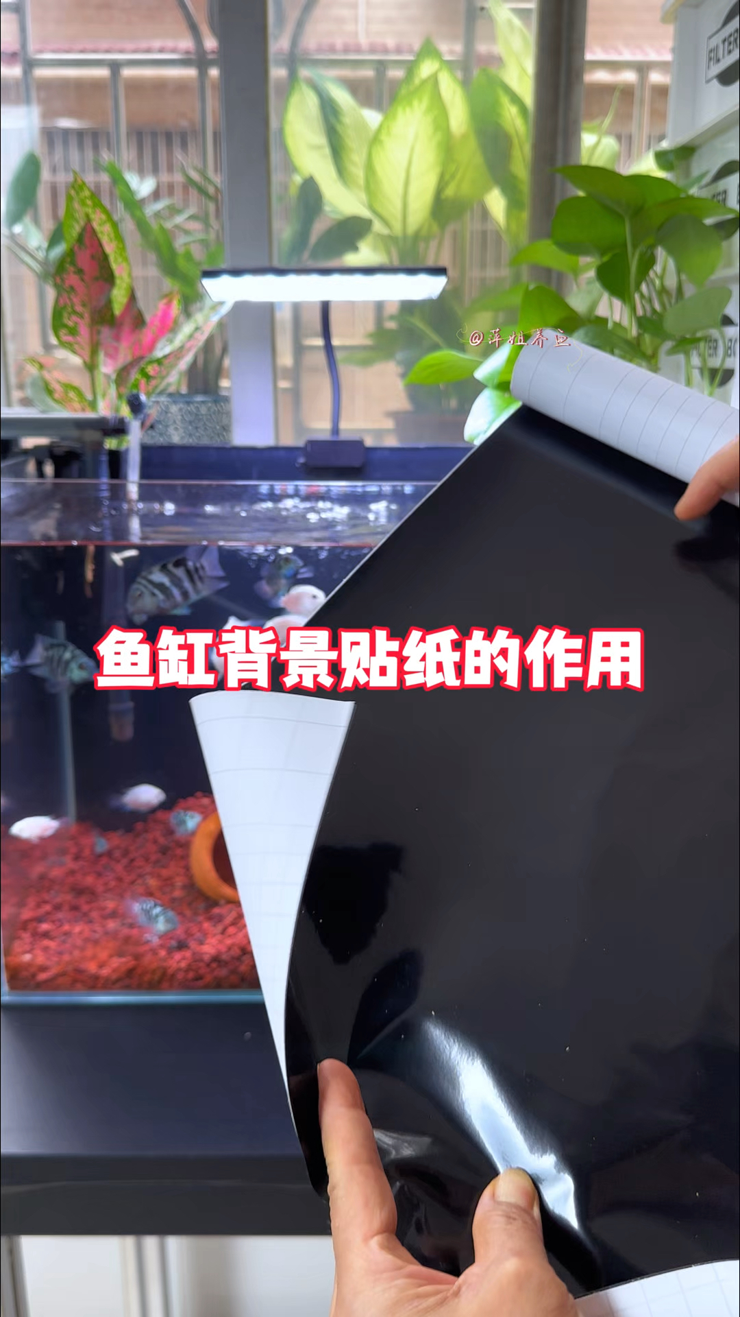 鱼缸为什么要贴背景贴纸呢#水族 #养鱼日记
