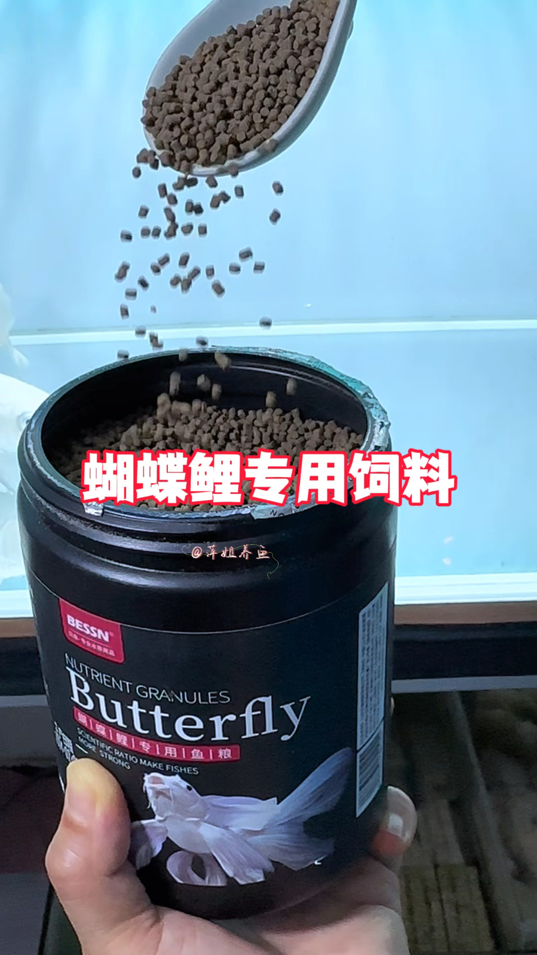 想要蝴蝶鲤又大又肥鱼磷亮白鱼鳍舒展飘逸就用这款蝴蝶鲤专用饲料