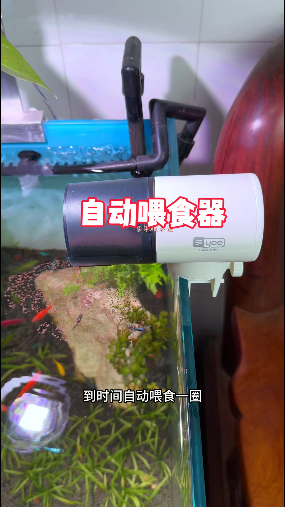 如果你正在担心出差没时间喂鱼就给你家的鱼儿安排一个自动喂食器