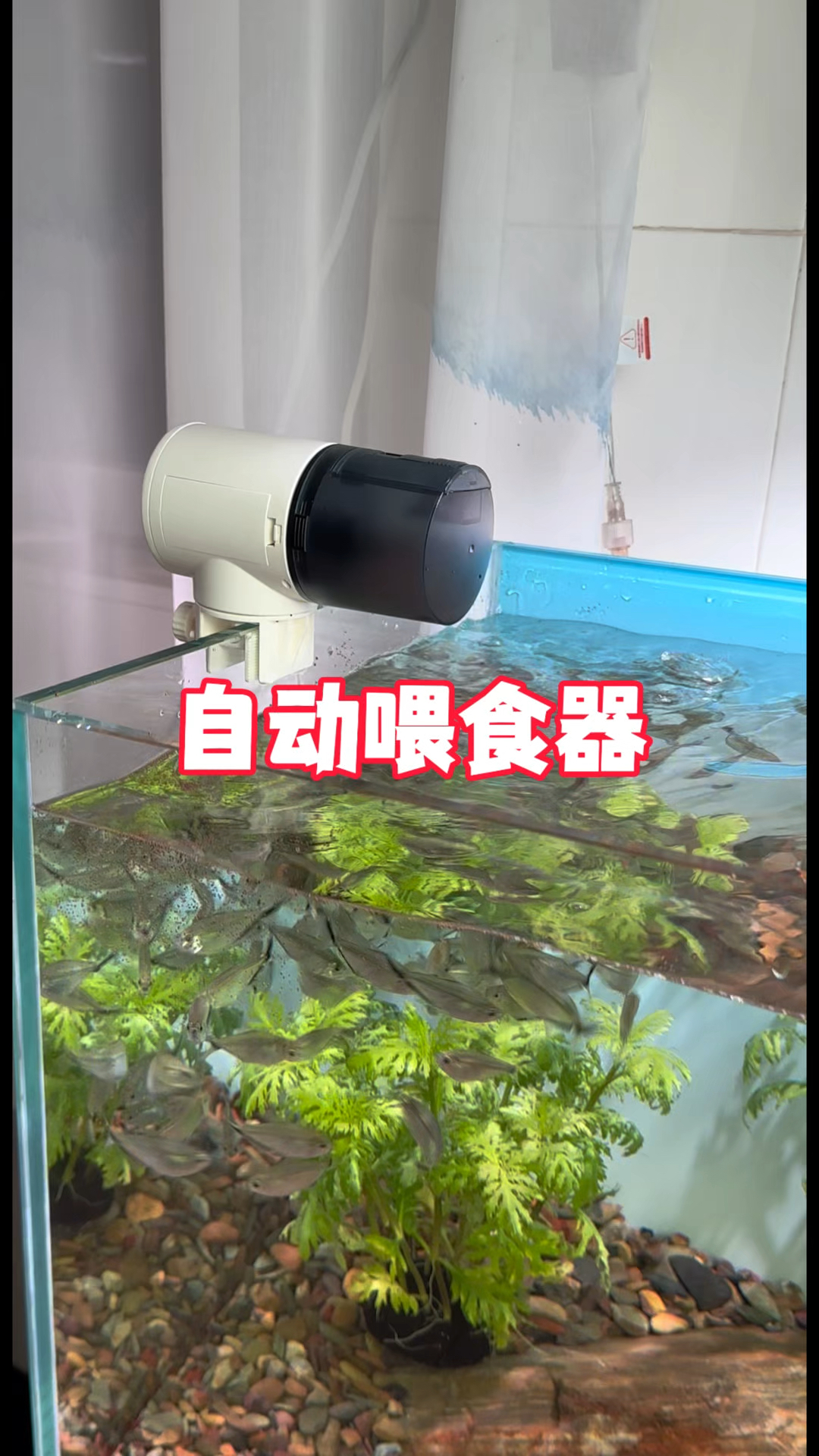 暑假准备去旅游,又担心没时间喂鱼,怎么办#水族 #养鱼日记