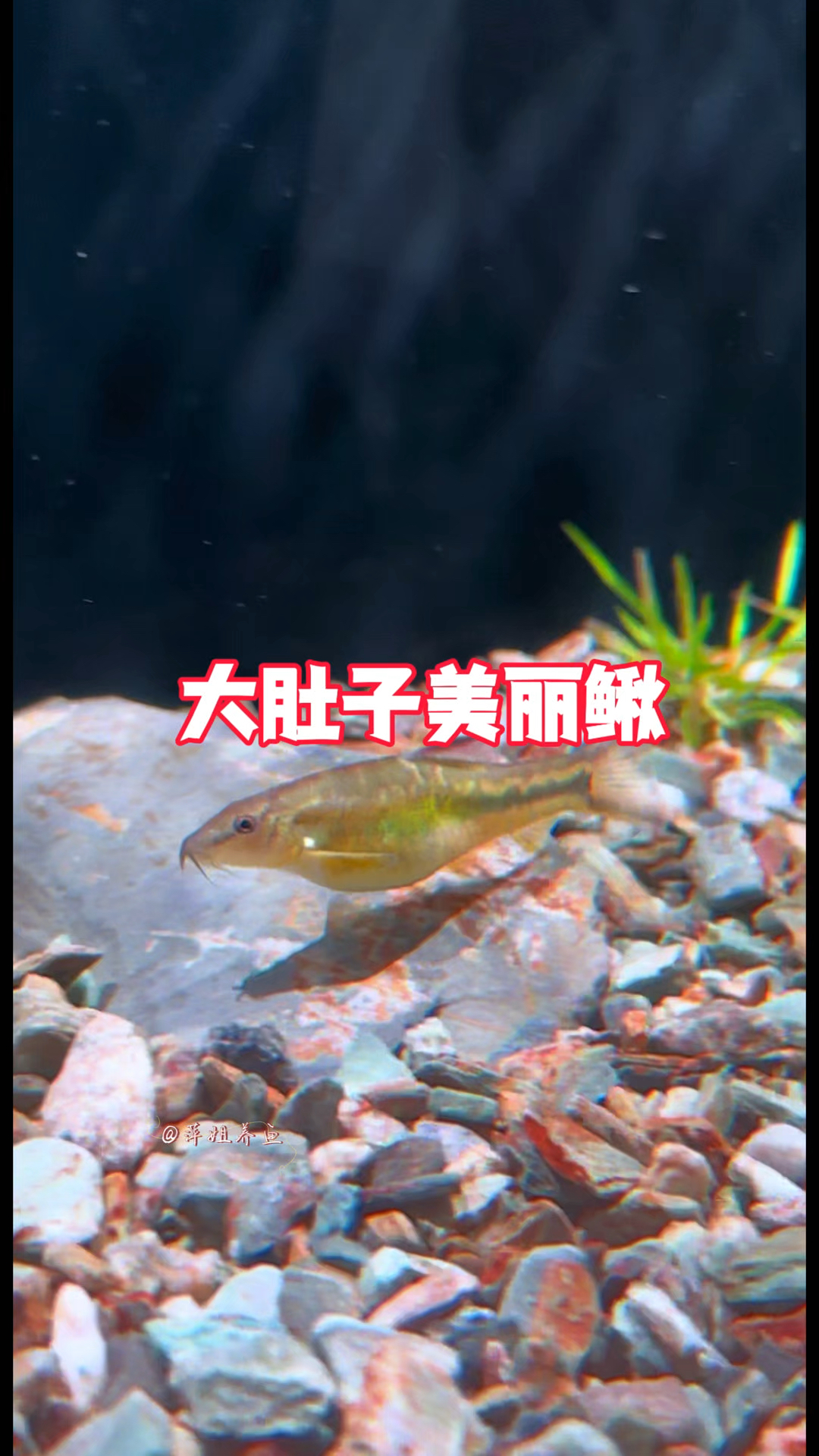 大肚子美丽鳅是肠炎发胀还是有小鱼仔呢#水族 #鱼缸里的大自然