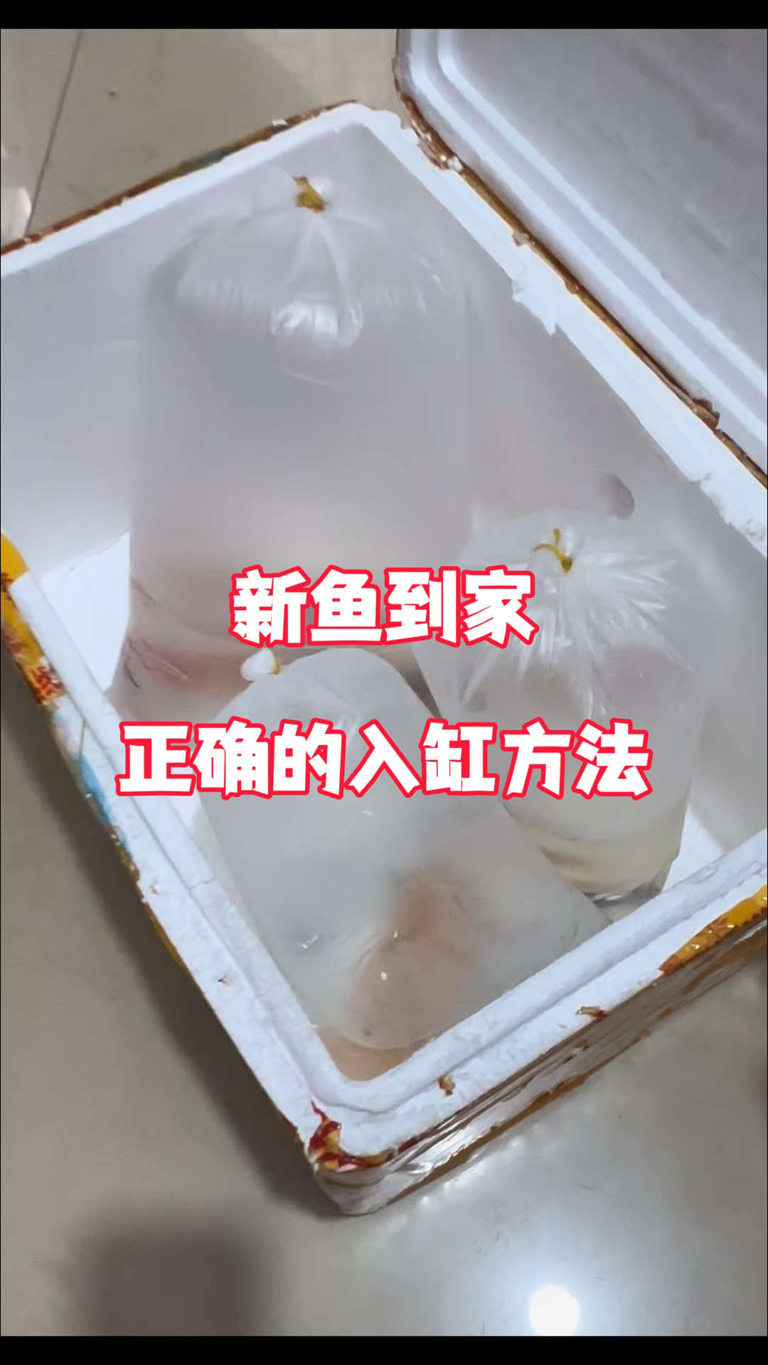 新鱼到家正确的入缸方法#养鱼日记 #鱼缸里的大自然 #水族