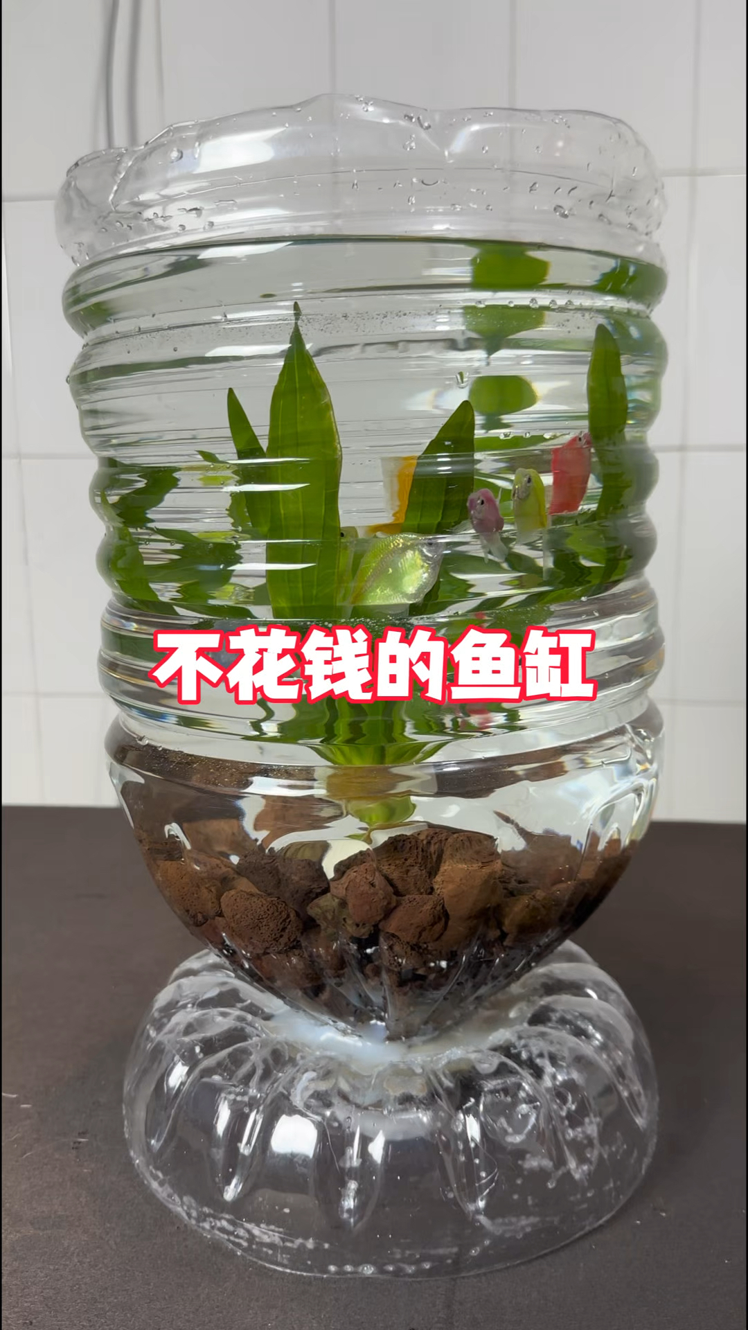 鱼缸不用花钱，一个废弃的矿泉水桶就能搞定#水族#养鱼日记 #手工
